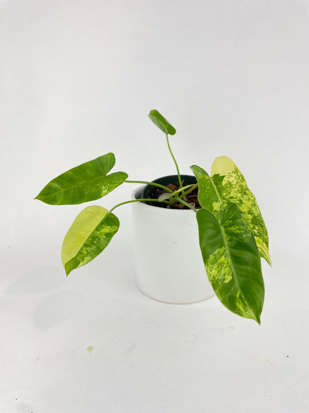 Variegated Philodendron Burle Marx | Heirloom Boulevard