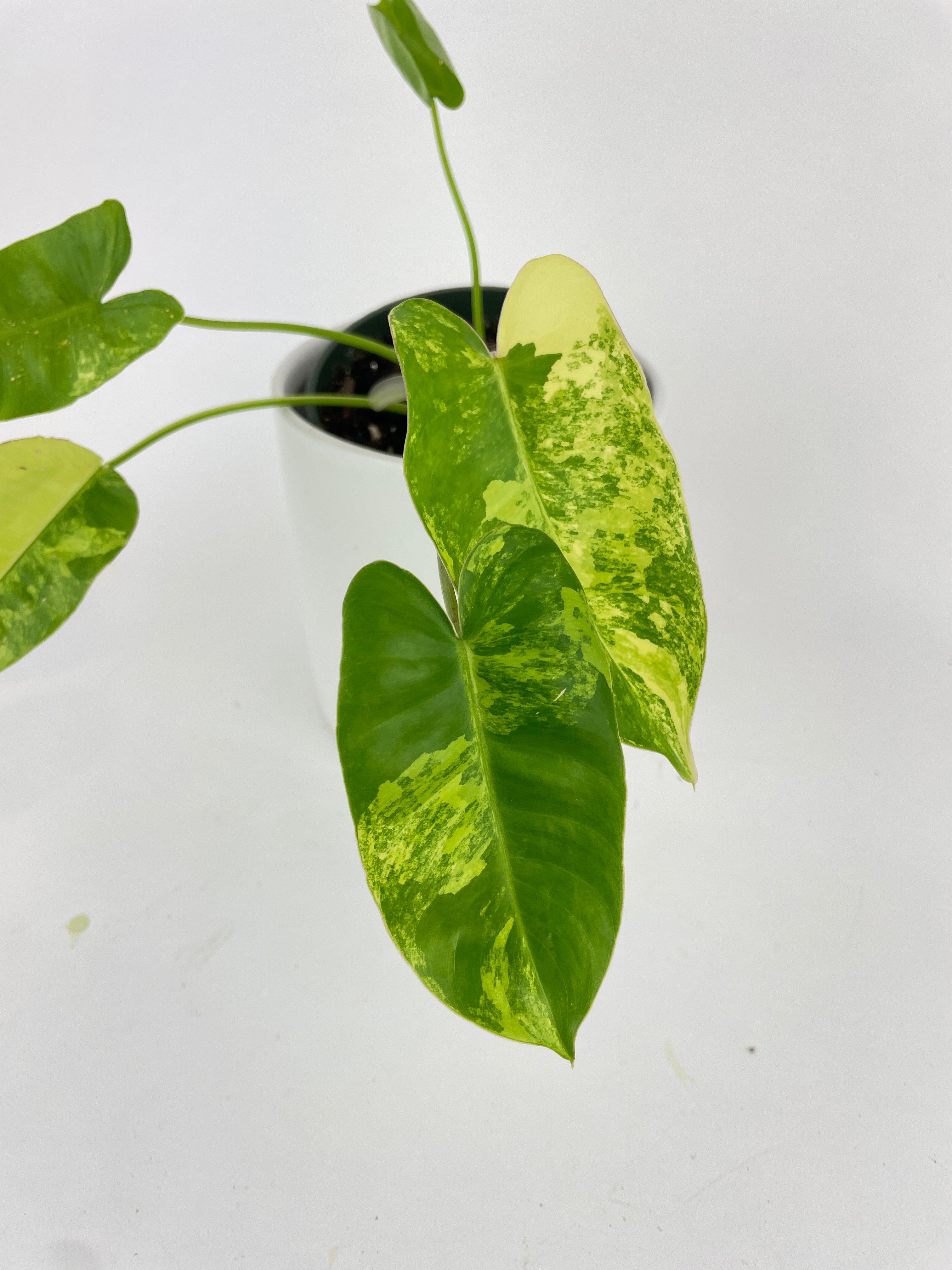 Variegated Philodendron Burle Marx | Heirloom Boulevard