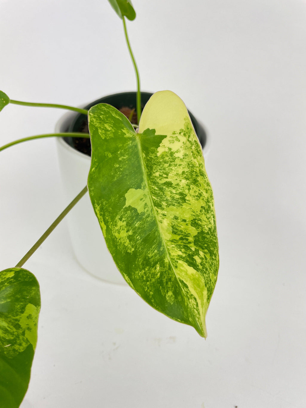 Variegated Philodendron Burle Marx | Heirloom Boulevard