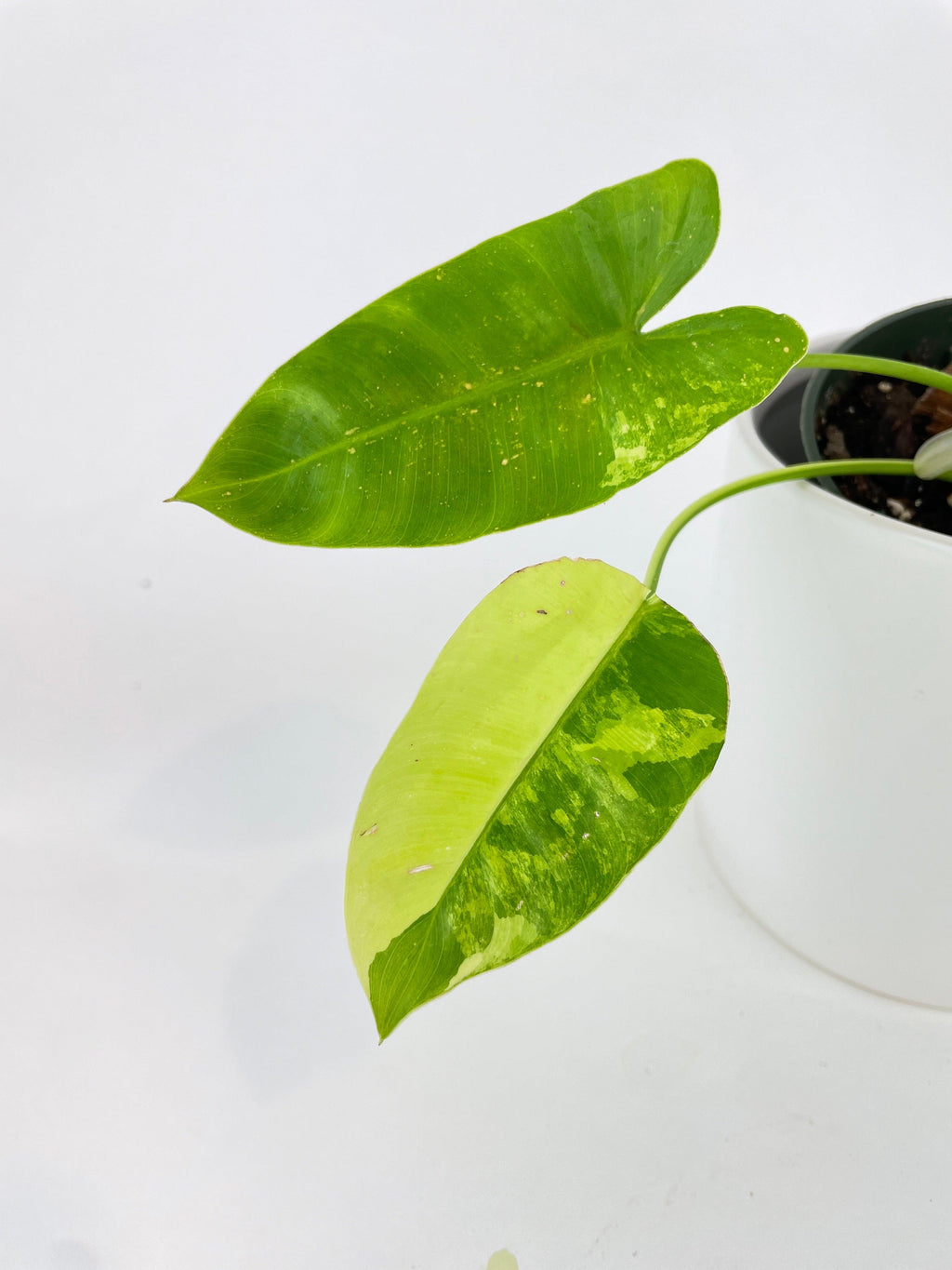 Variegated Philodendron Burle Marx | Heirloom Boulevard