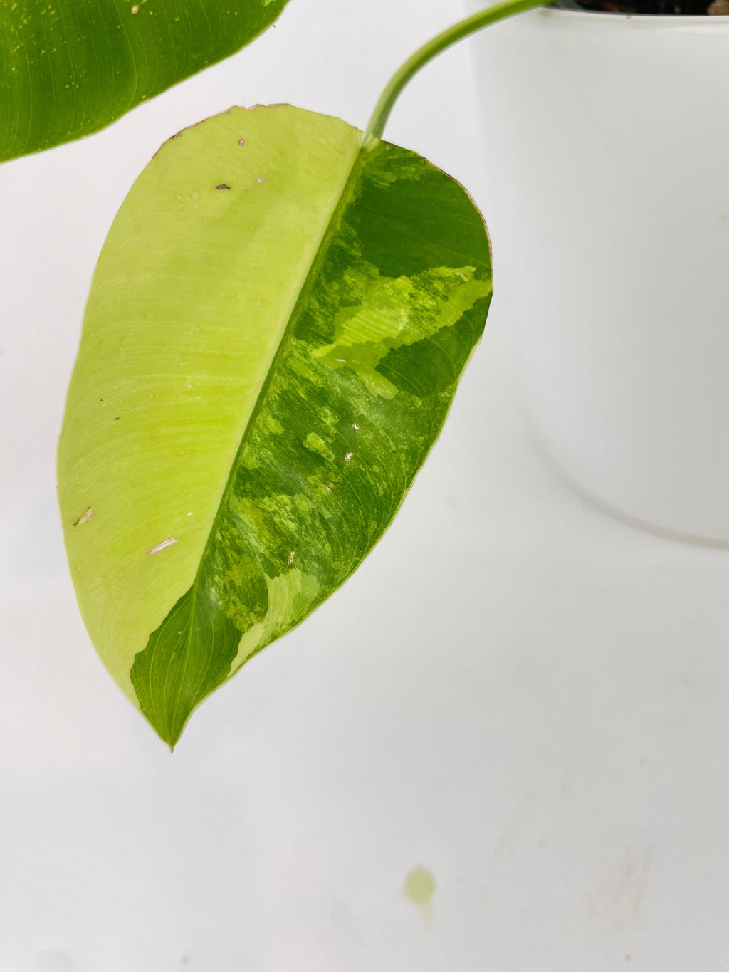 Variegated Philodendron Burle Marx | Heirloom Boulevard