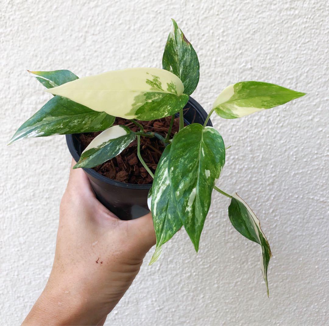 Bumble Plants Epipremnum Pinnatum Albo Variegata Cebu Blue