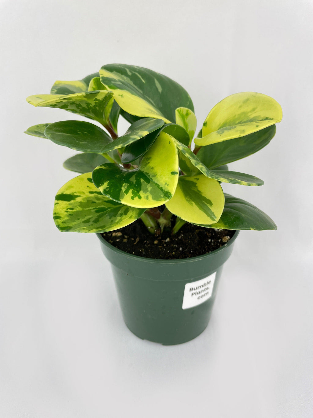 Variegated Peperomia Obtusifolia | Heirloom Boulevard