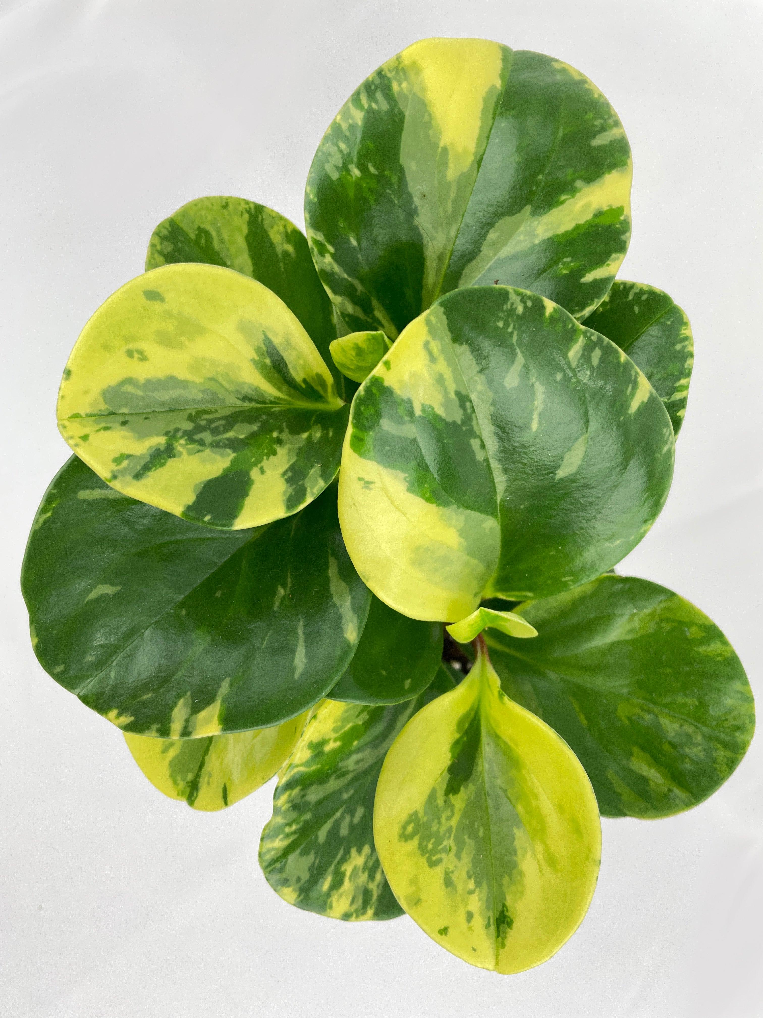 Variegated Peperomia Obtusifolia | Heirloom Boulevard