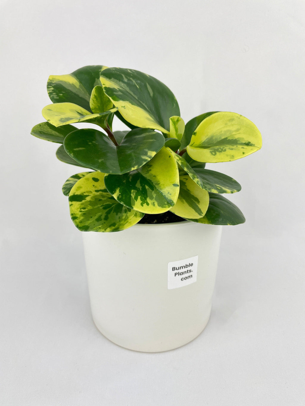 Variegated Peperomia Obtusifolia | Heirloom Boulevard