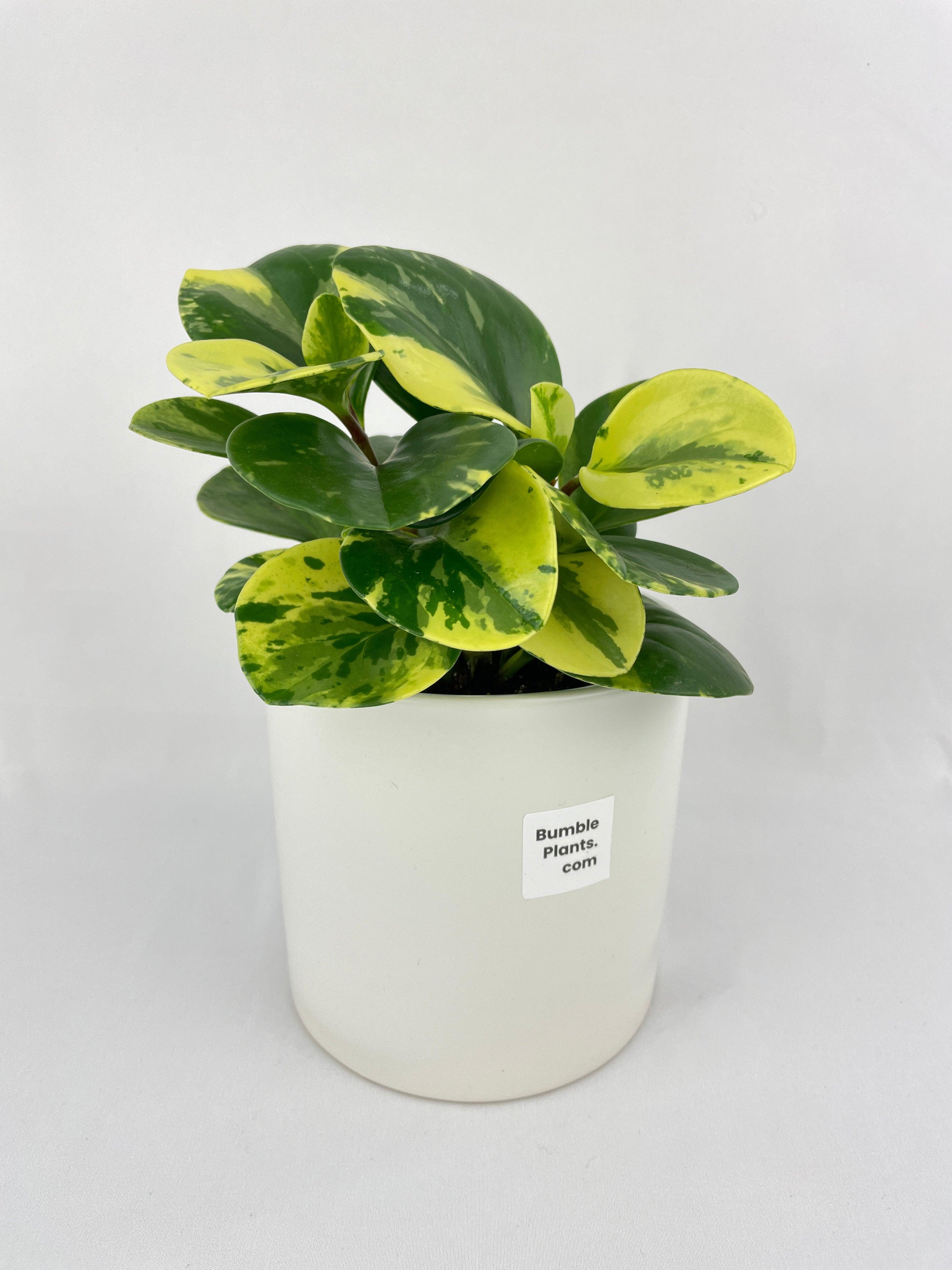 Variegated Peperomia Obtusifolia | Heirloom Boulevard