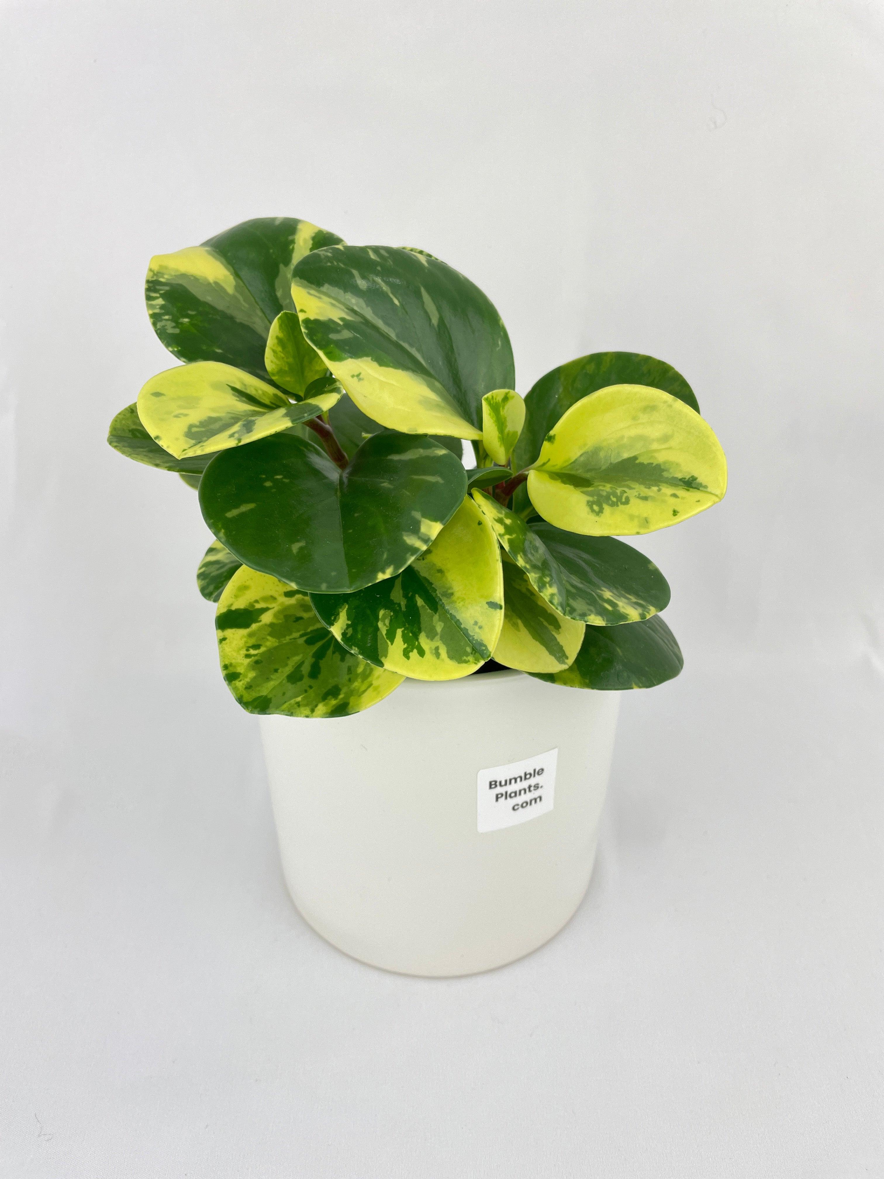 Variegated Peperomia Obtusifolia | Heirloom Boulevard