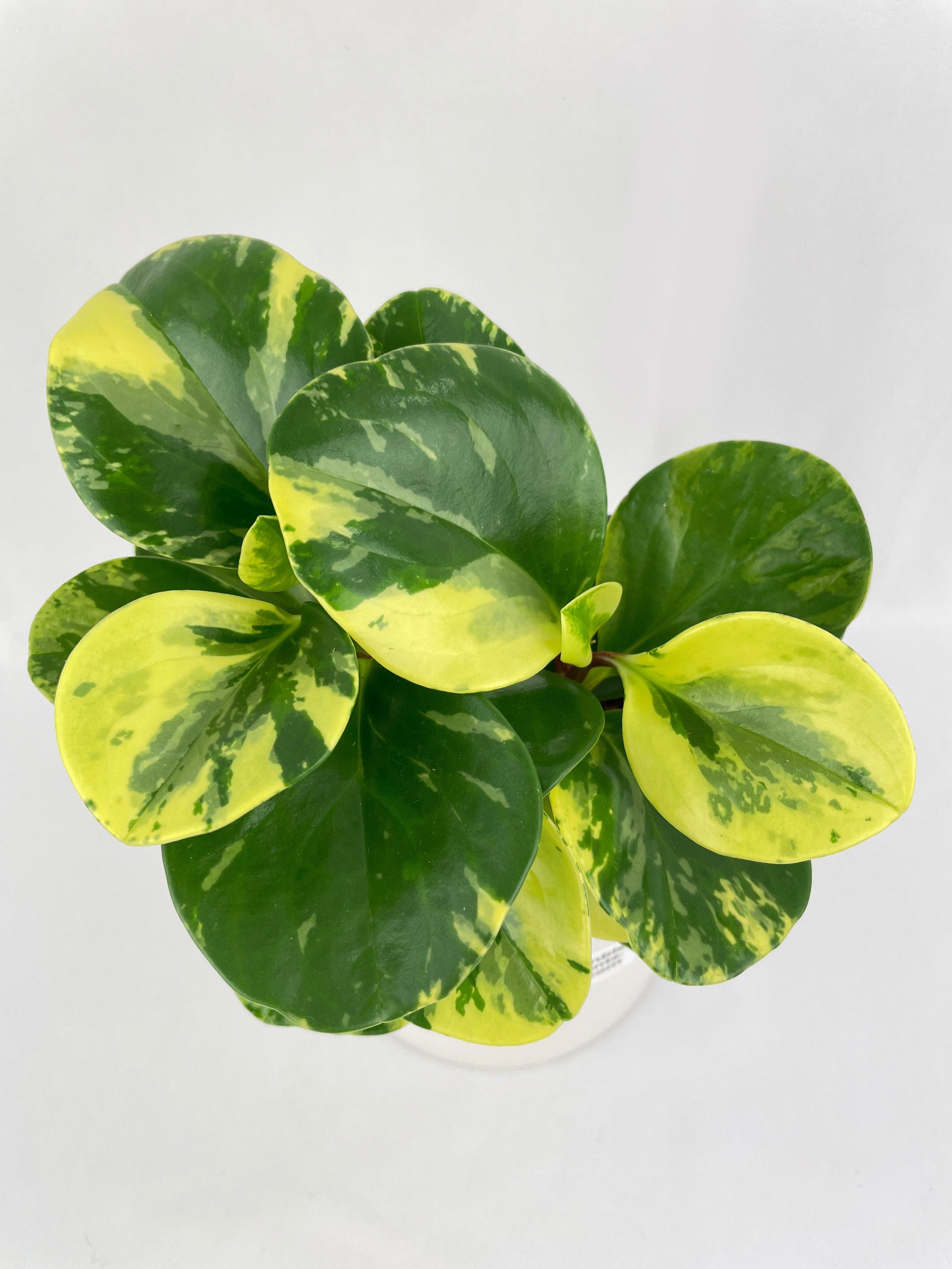 Variegated Peperomia Obtusifolia | Heirloom Boulevard