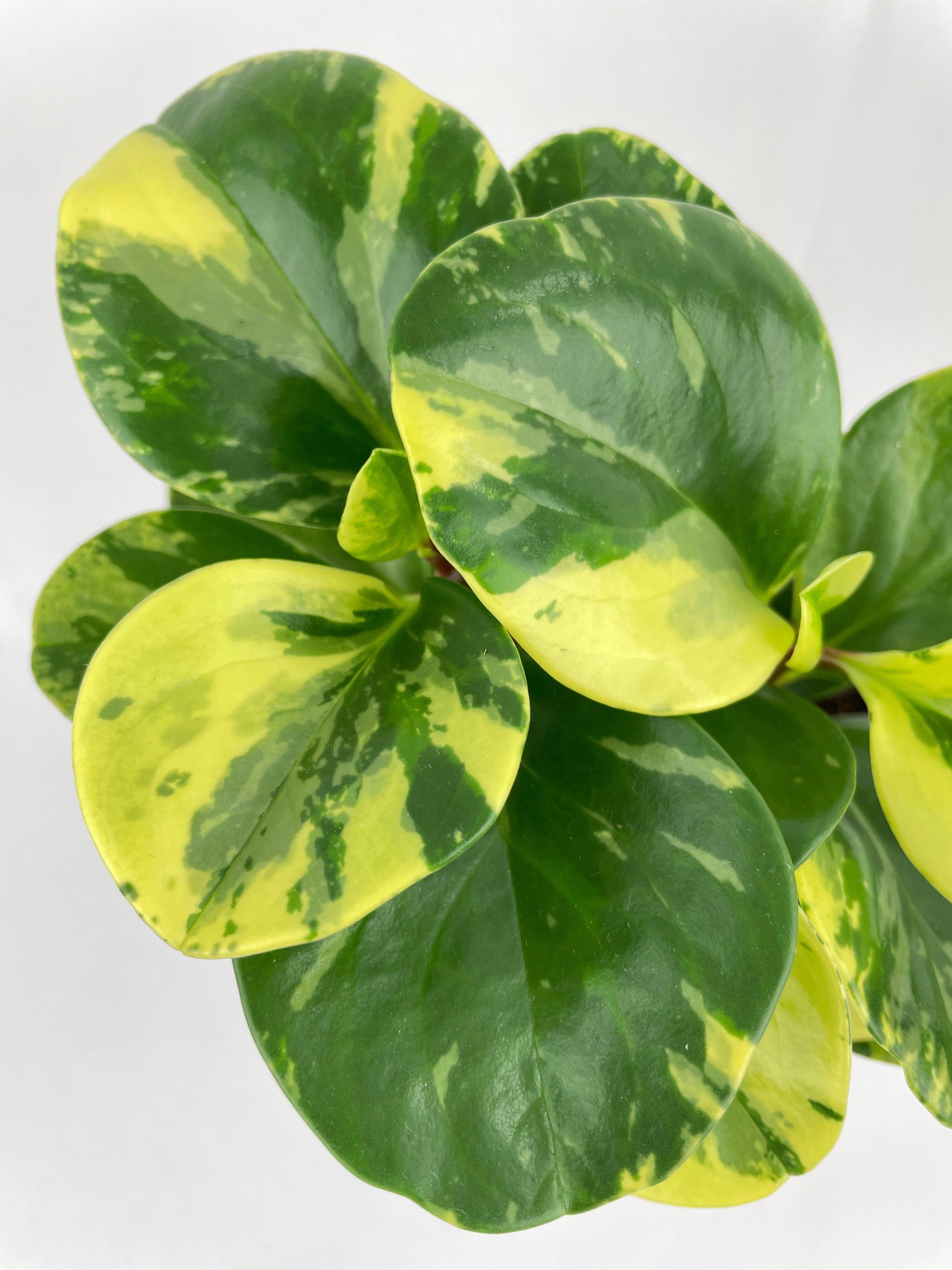 Variegated Peperomia Obtusifolia | Heirloom Boulevard