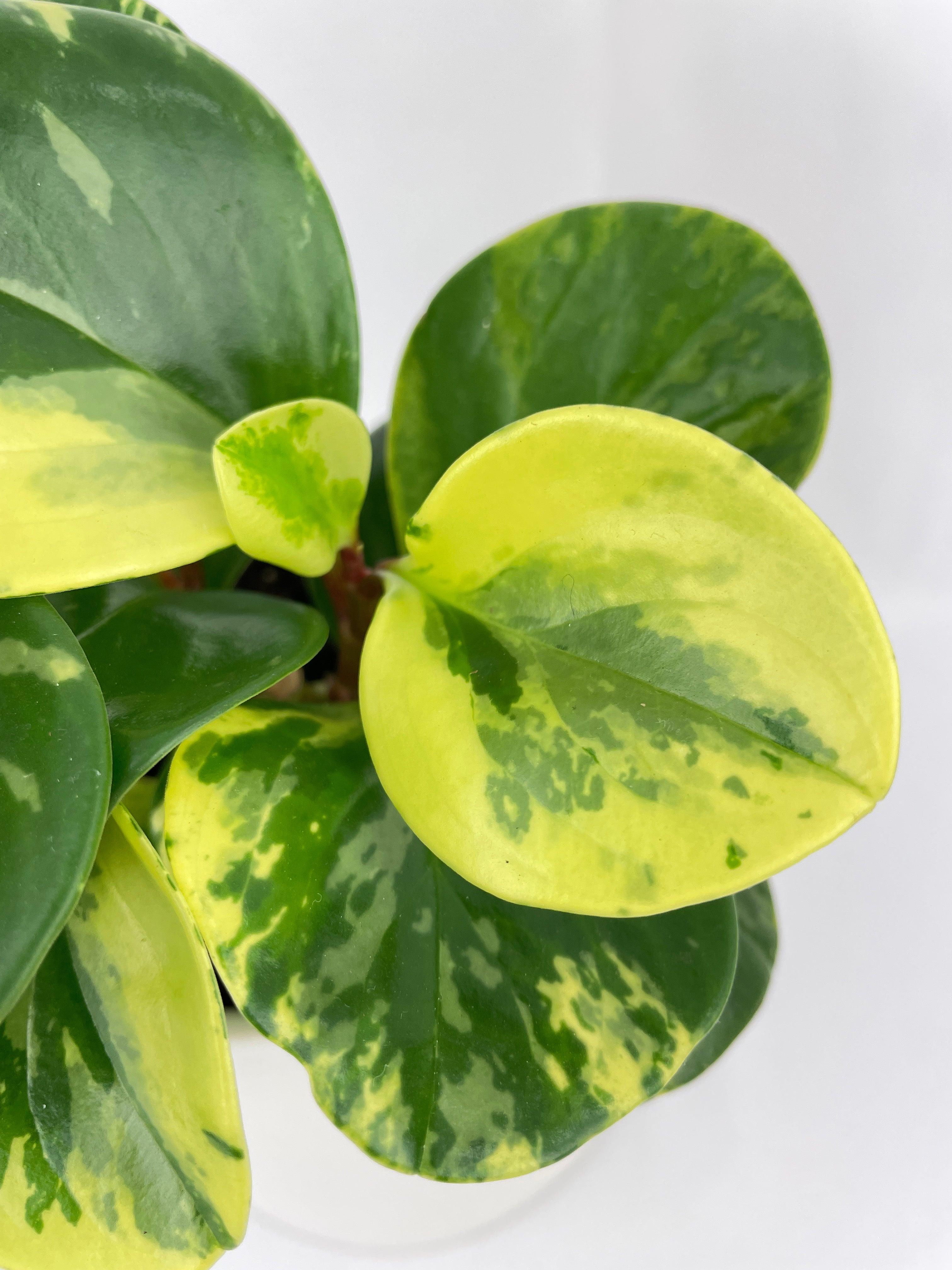 Variegated Peperomia Obtusifolia | Heirloom Boulevard