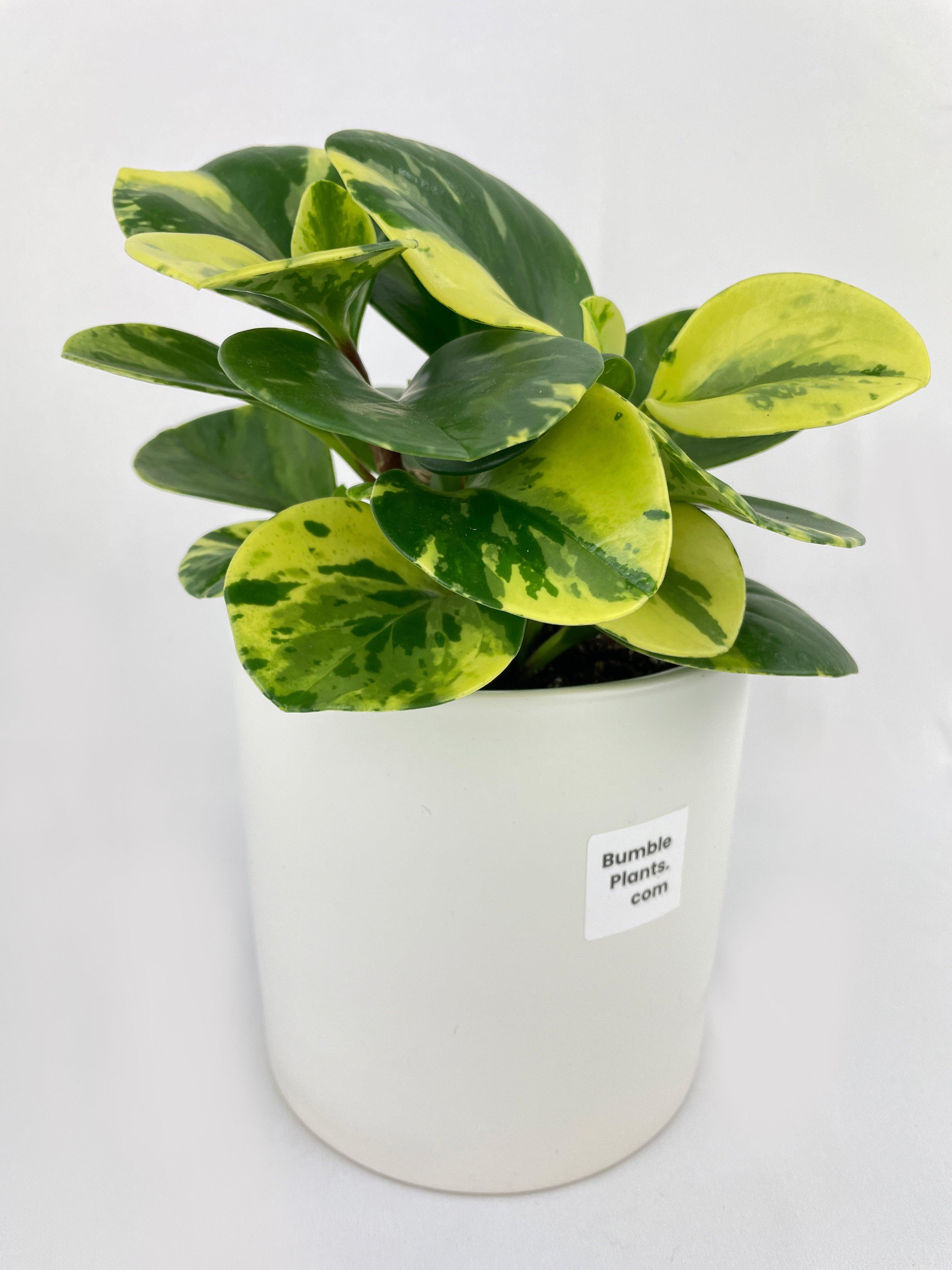 Variegated Peperomia Obtusifolia | Heirloom Boulevard