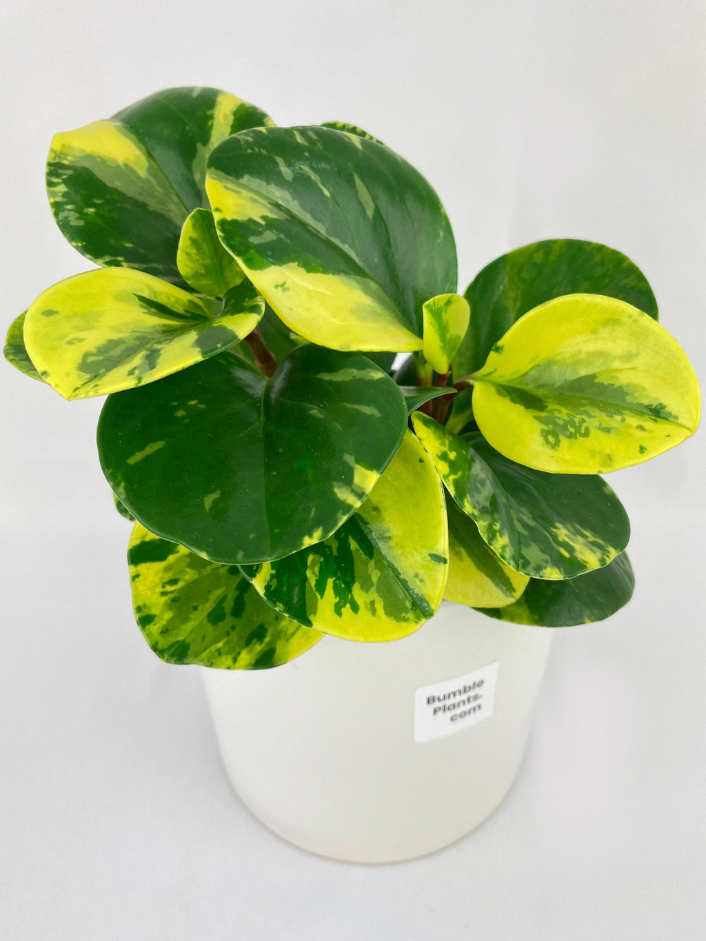 Variegated Peperomia Obtusifolia | Heirloom Boulevard