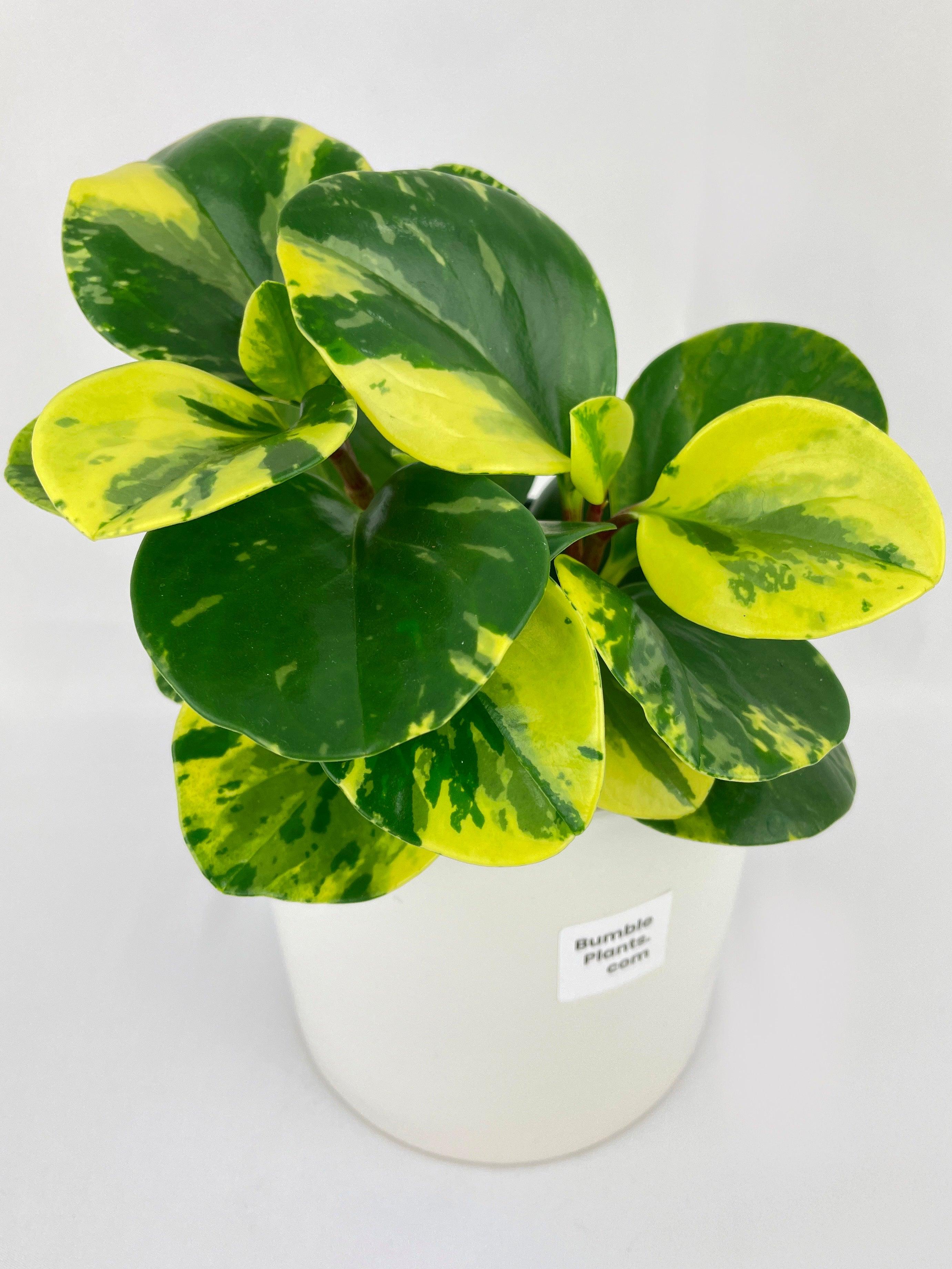 Variegated Peperomia Obtusifolia | Heirloom Boulevard