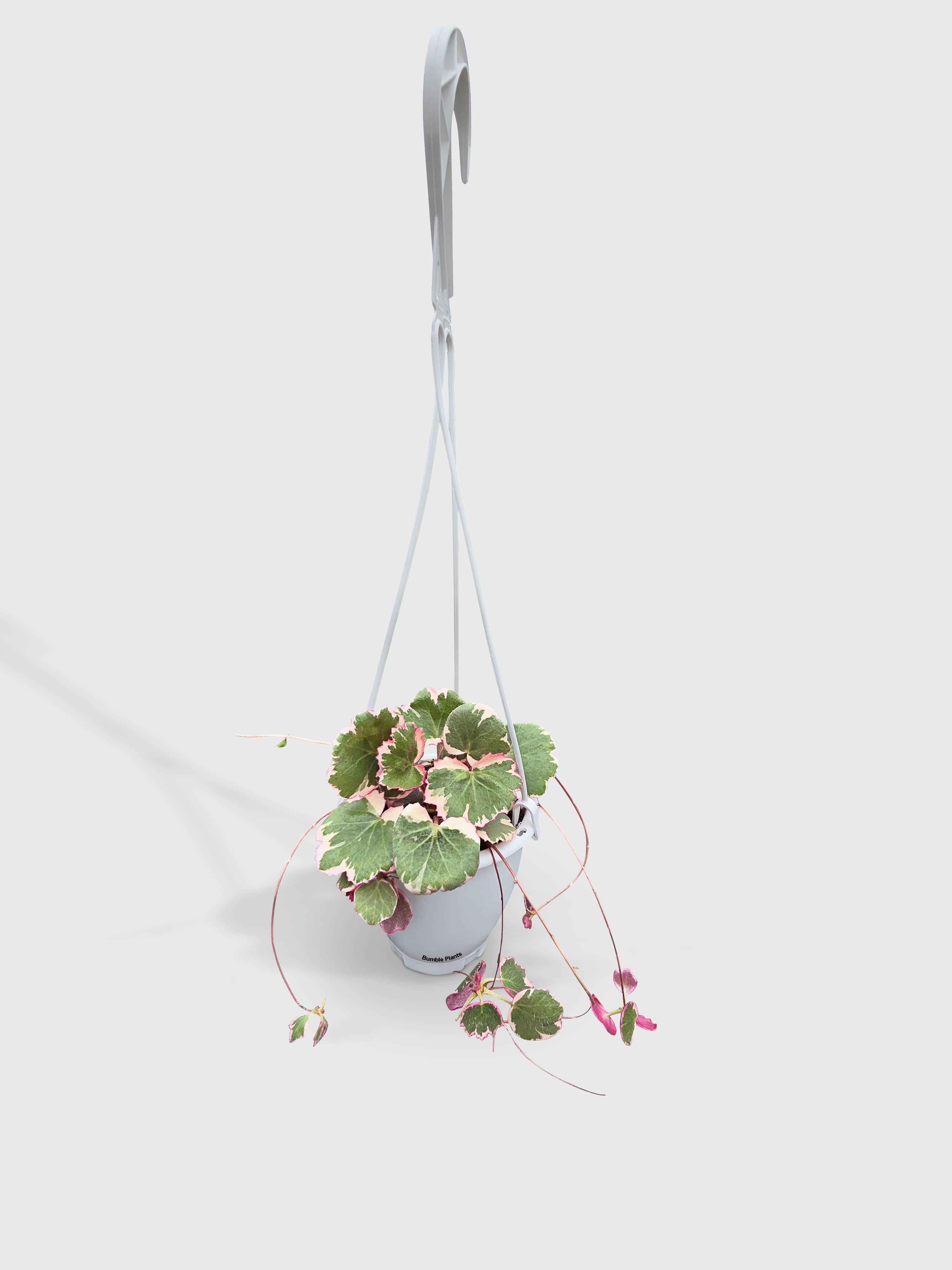 Variegated Strawberry Begonia | Heirloom Boulevard