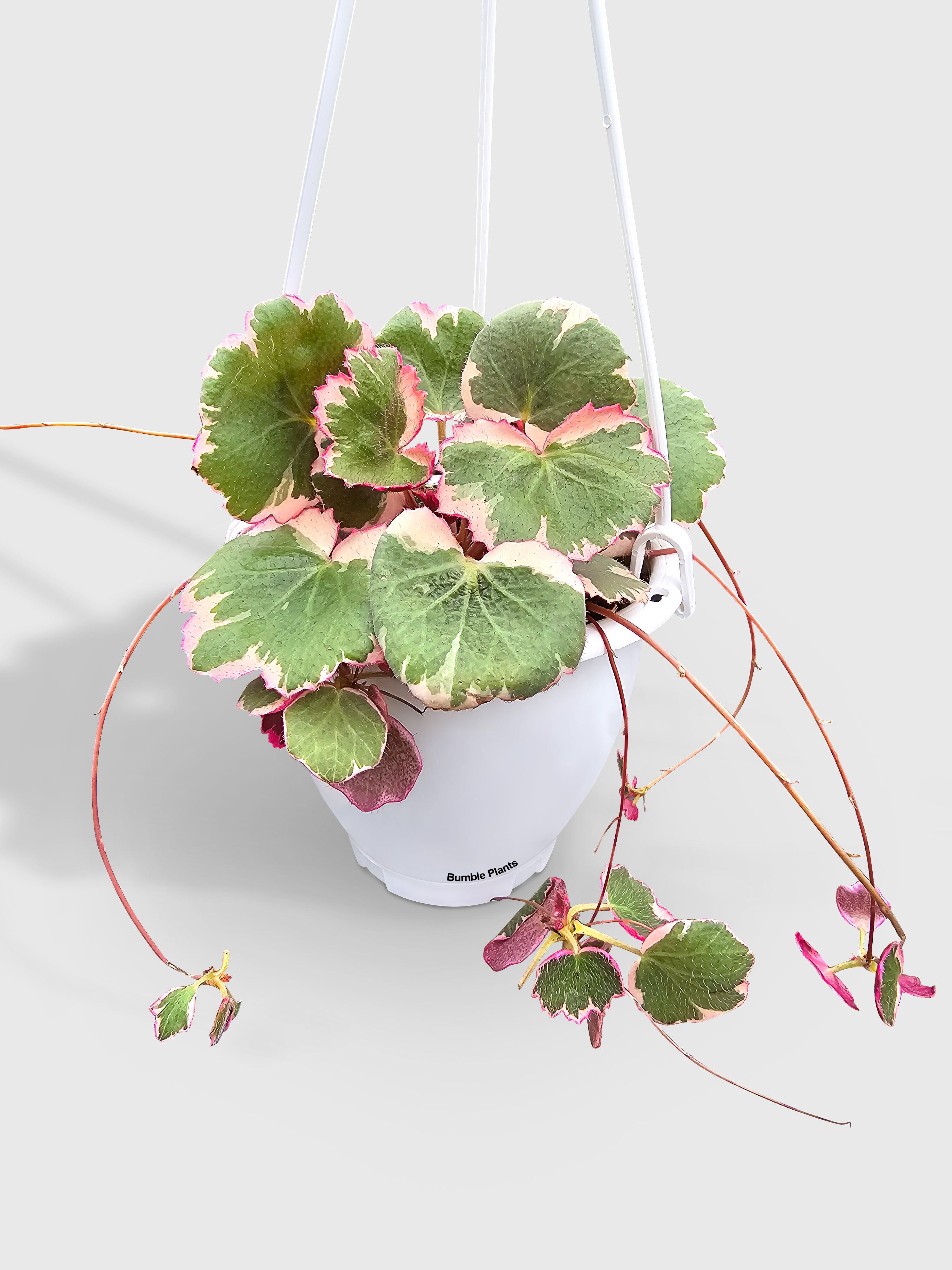 Variegated Strawberry Begonia | Heirloom Boulevard