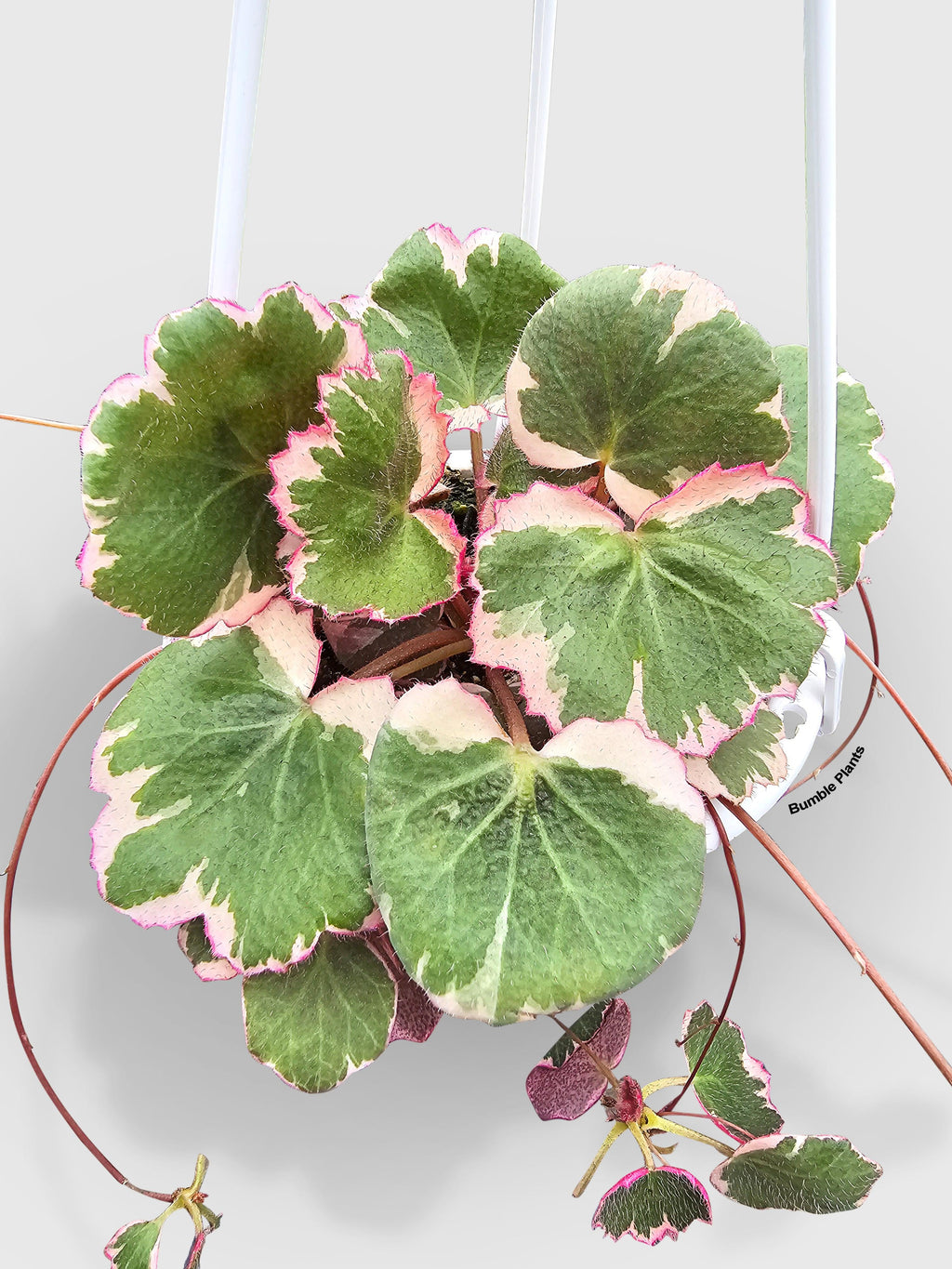 Variegated Strawberry Begonia | Heirloom Boulevard