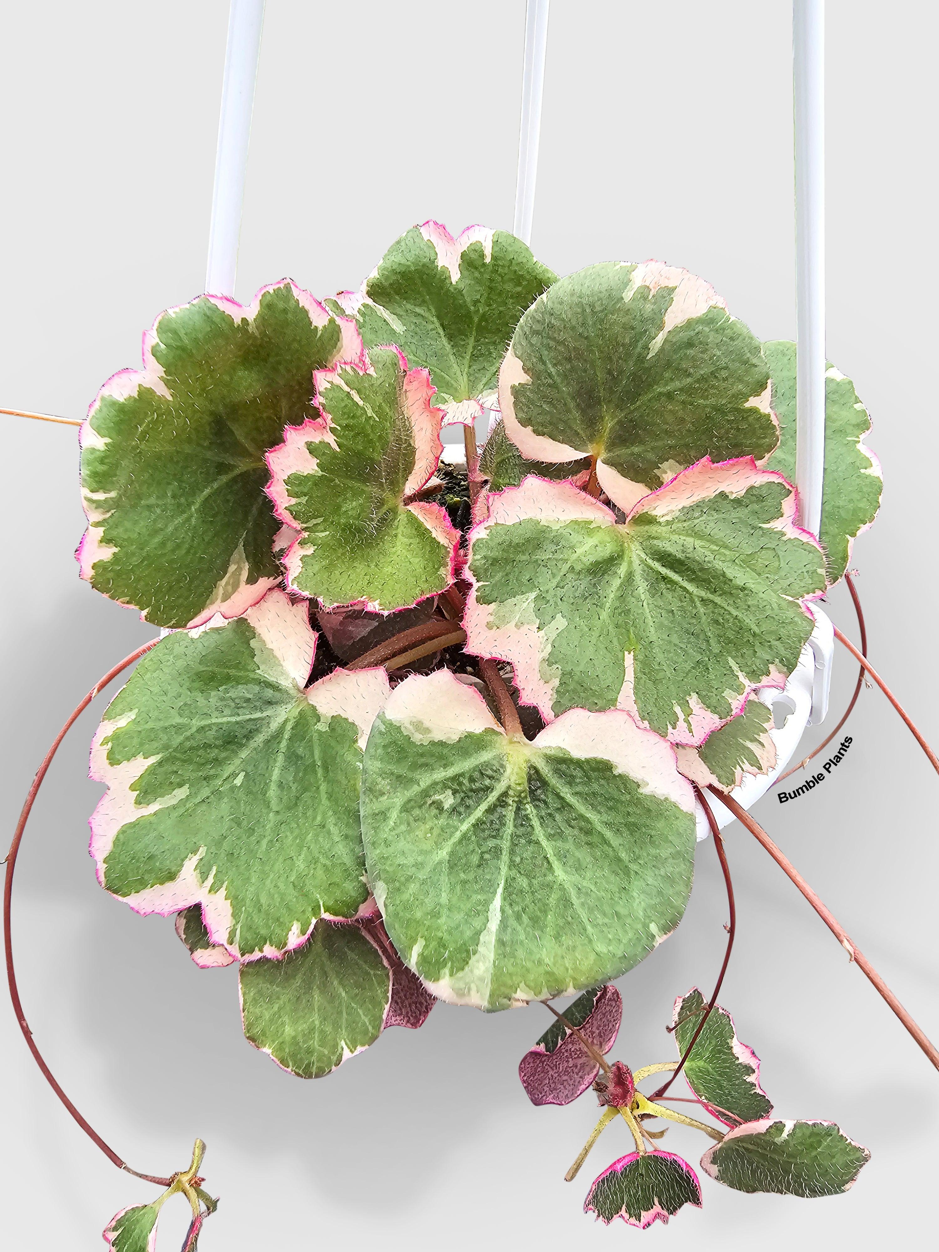 Variegated Strawberry Begonia | Heirloom Boulevard