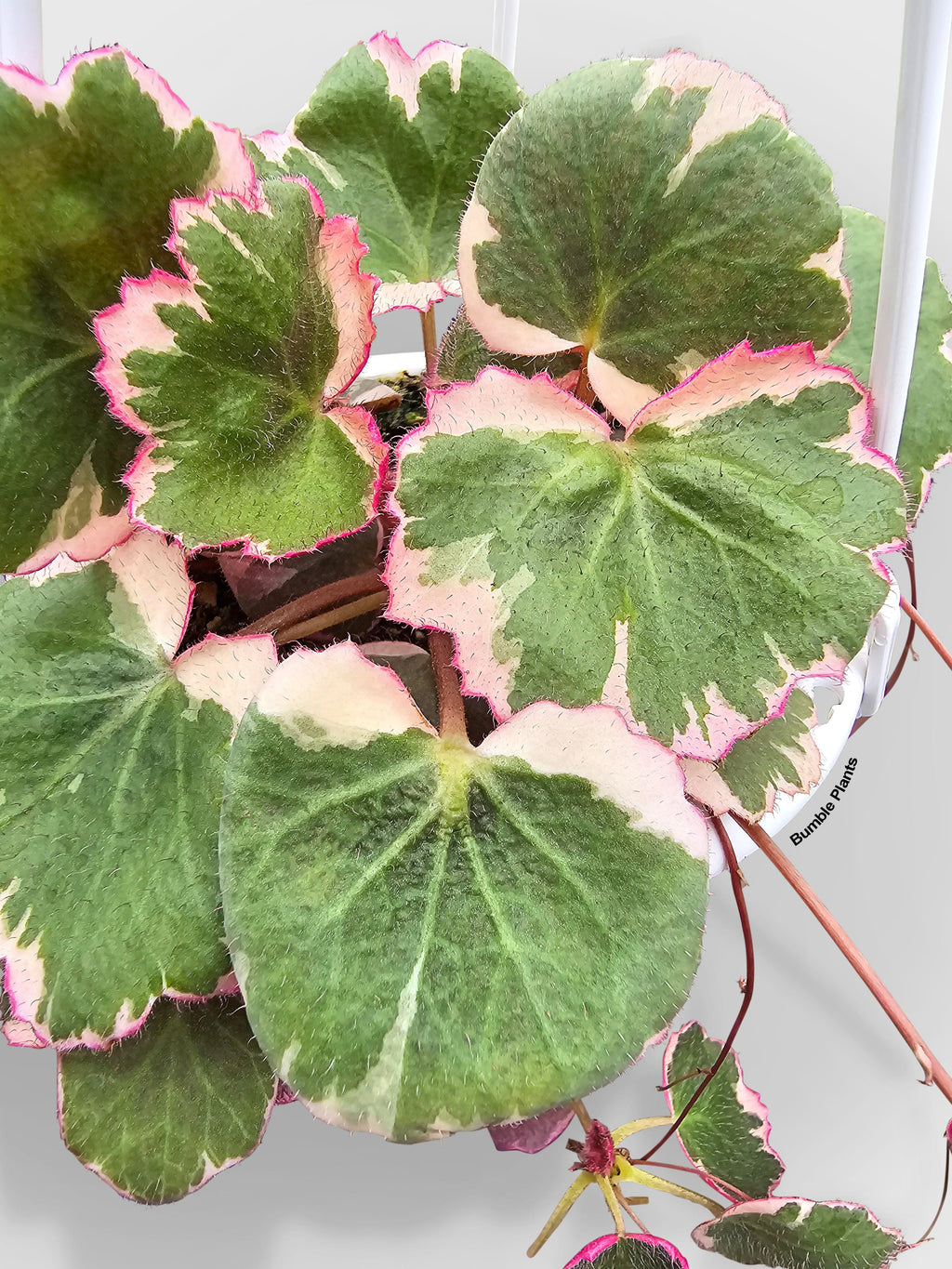 Variegated Strawberry Begonia | Heirloom Boulevard