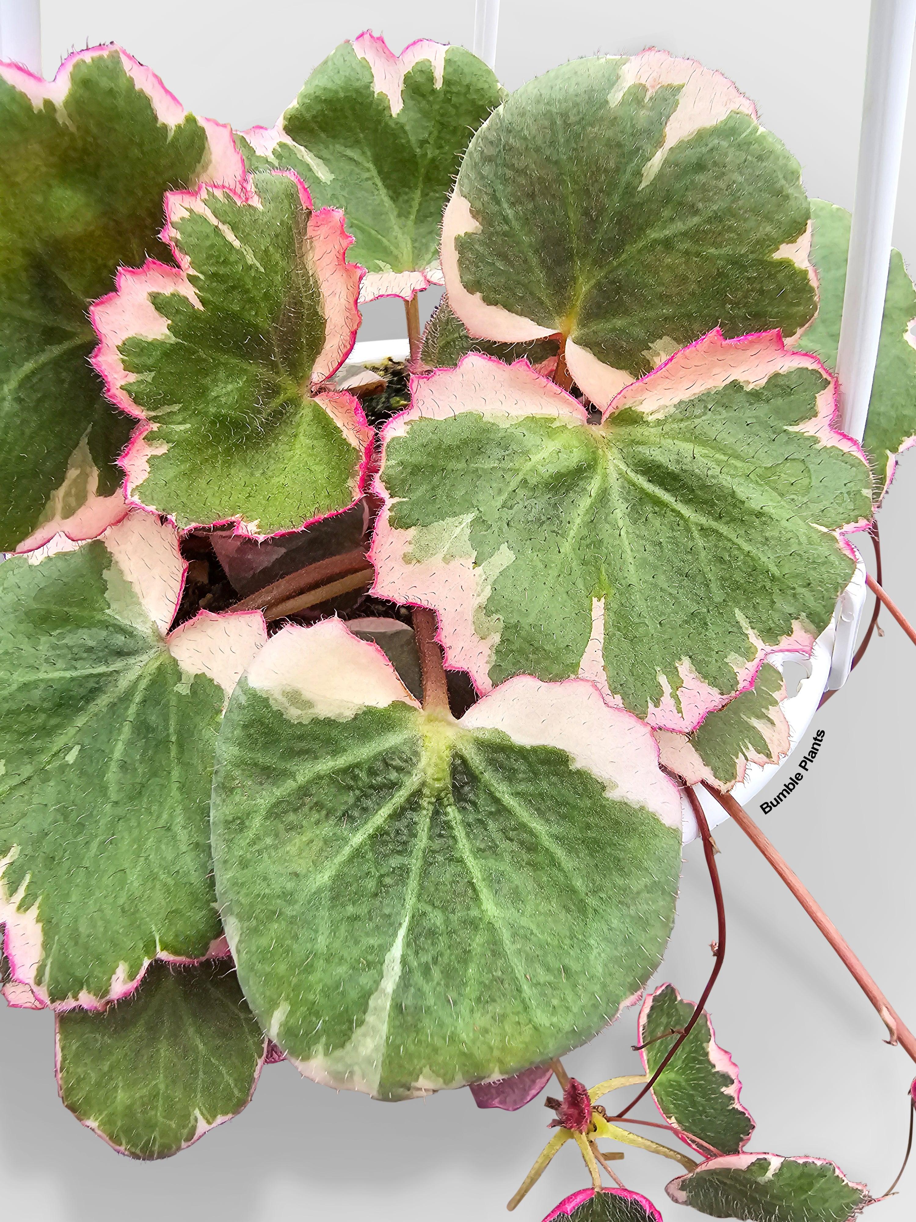 Variegated Strawberry Begonia | Heirloom Boulevard