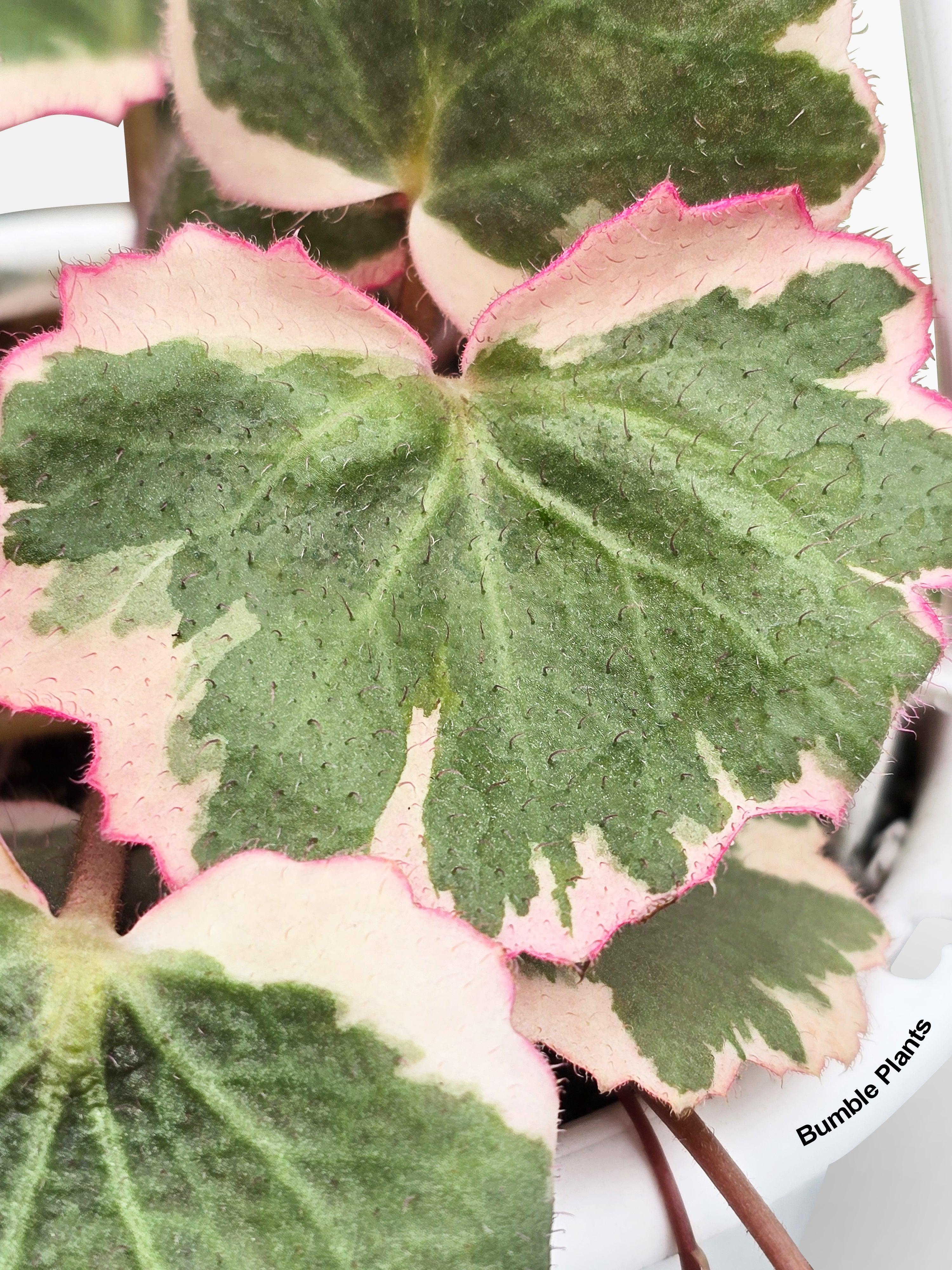 Variegated Strawberry Begonia | Heirloom Boulevard