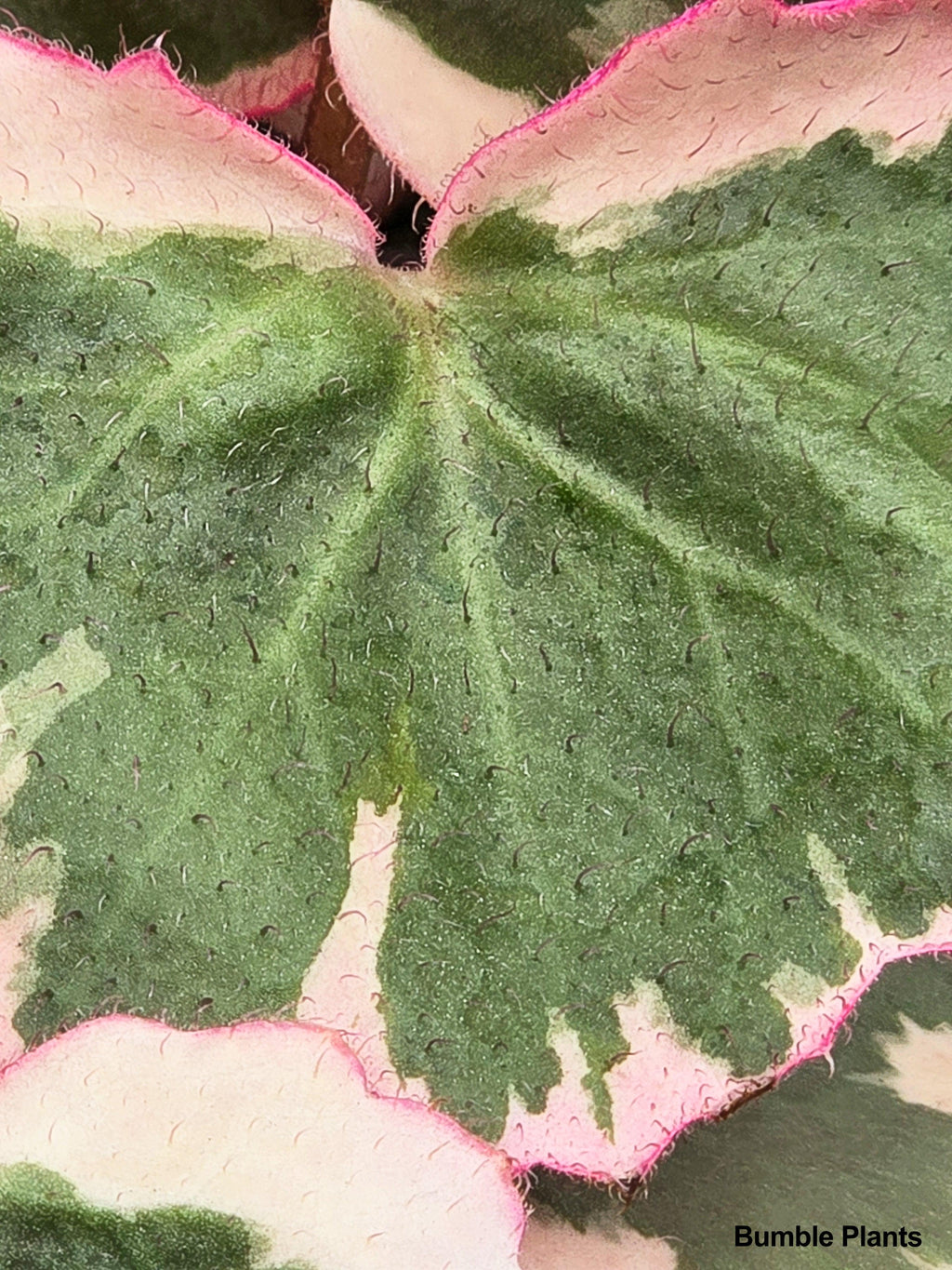 Variegated Strawberry Begonia | Heirloom Boulevard