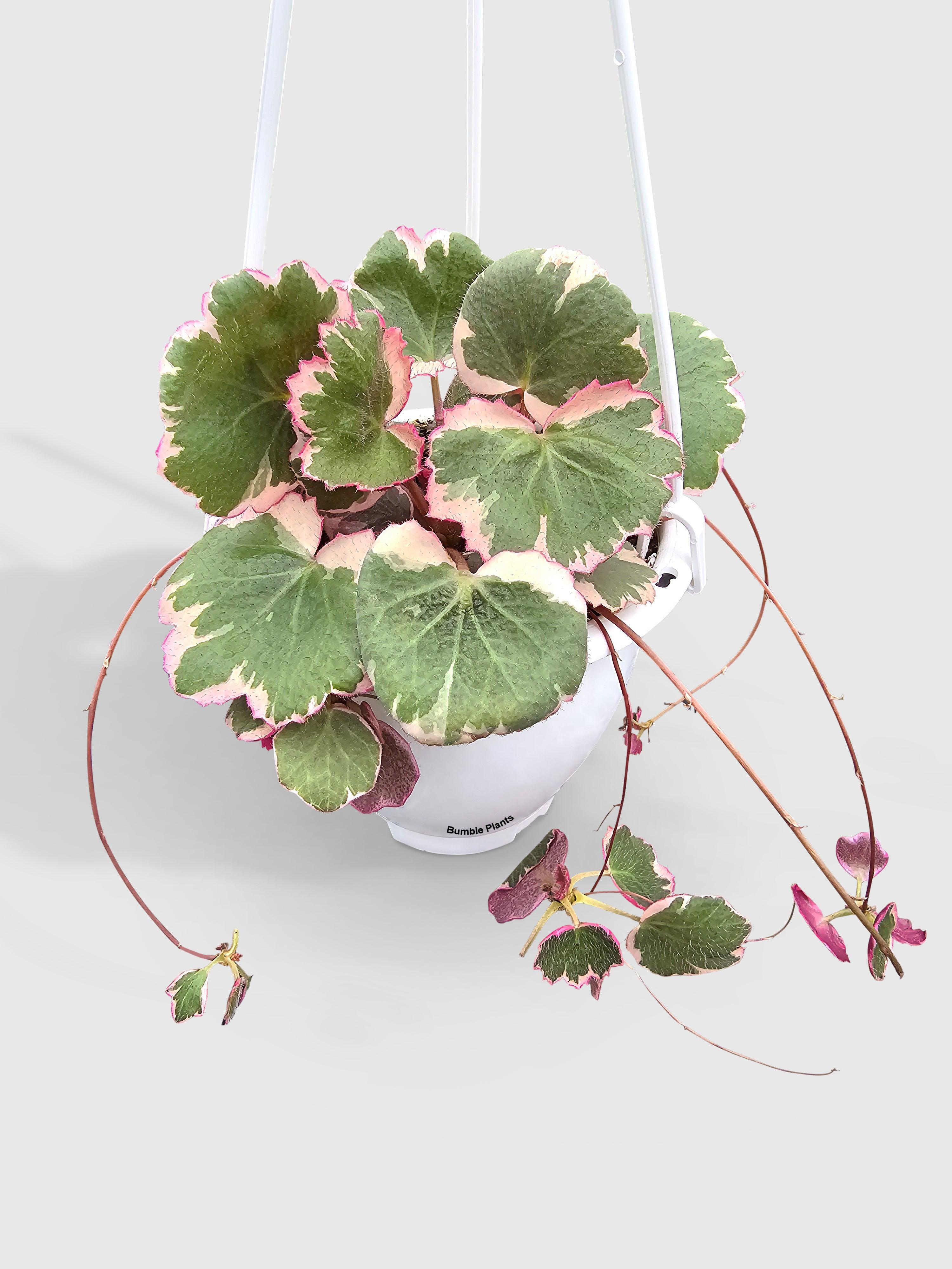 Variegated Strawberry Begonia | Heirloom Boulevard