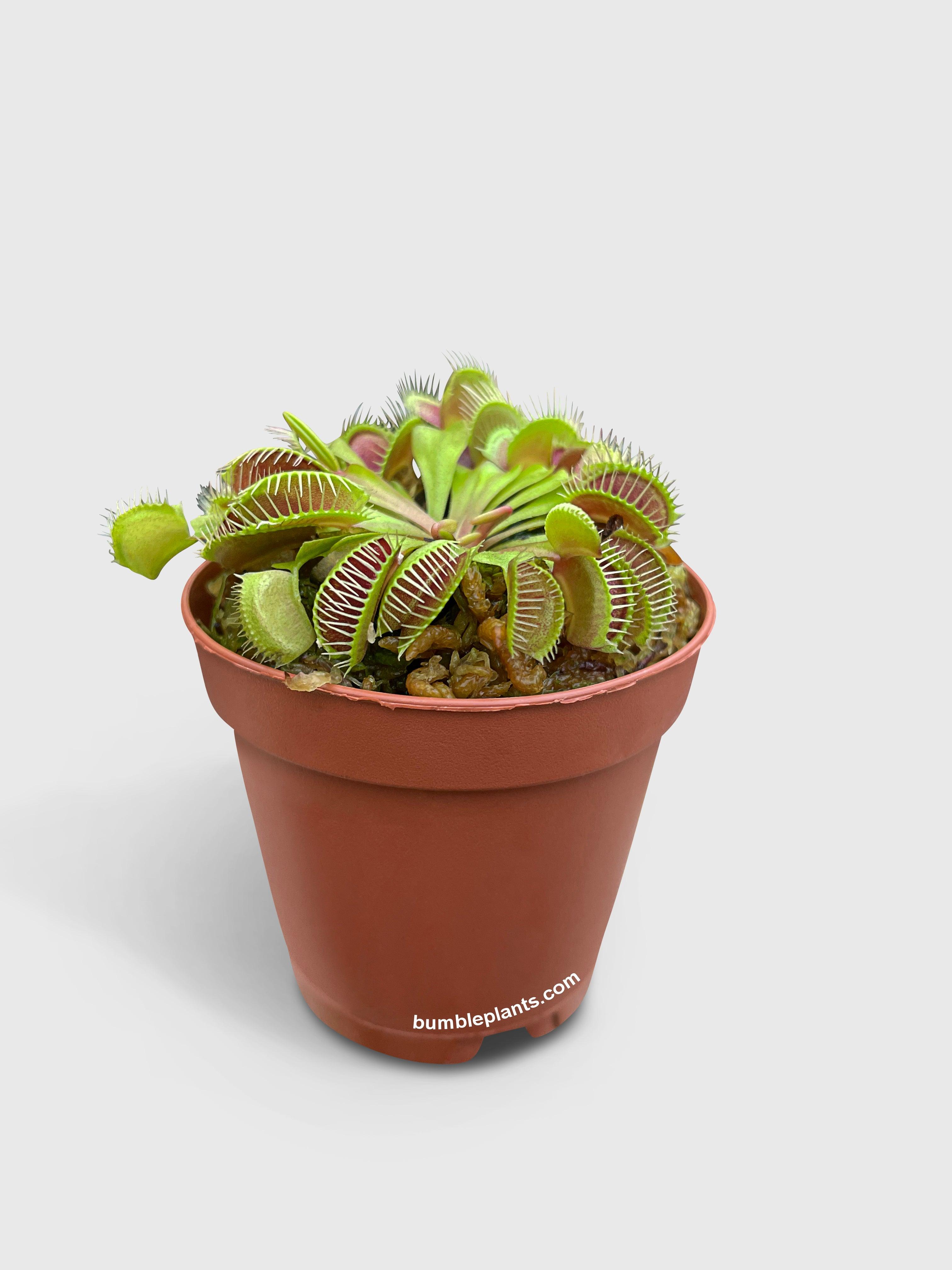 Bumble Plants Venus Carnivorous Fly Trap