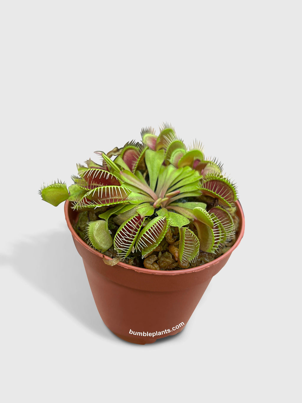 Bumble Plants Venus Carnivorous Fly Trap