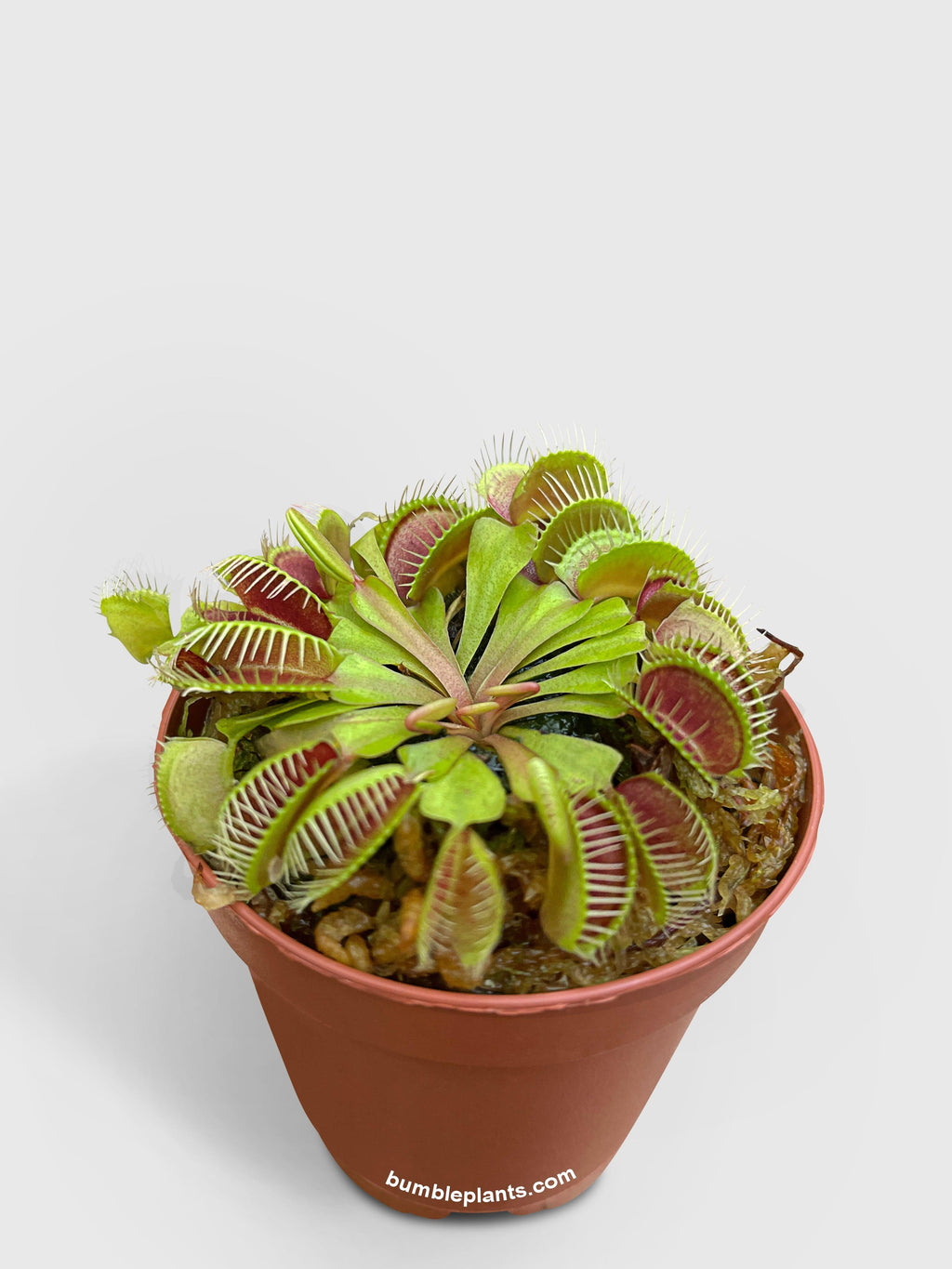 Bumble Plants Venus Carnivorous Fly Trap