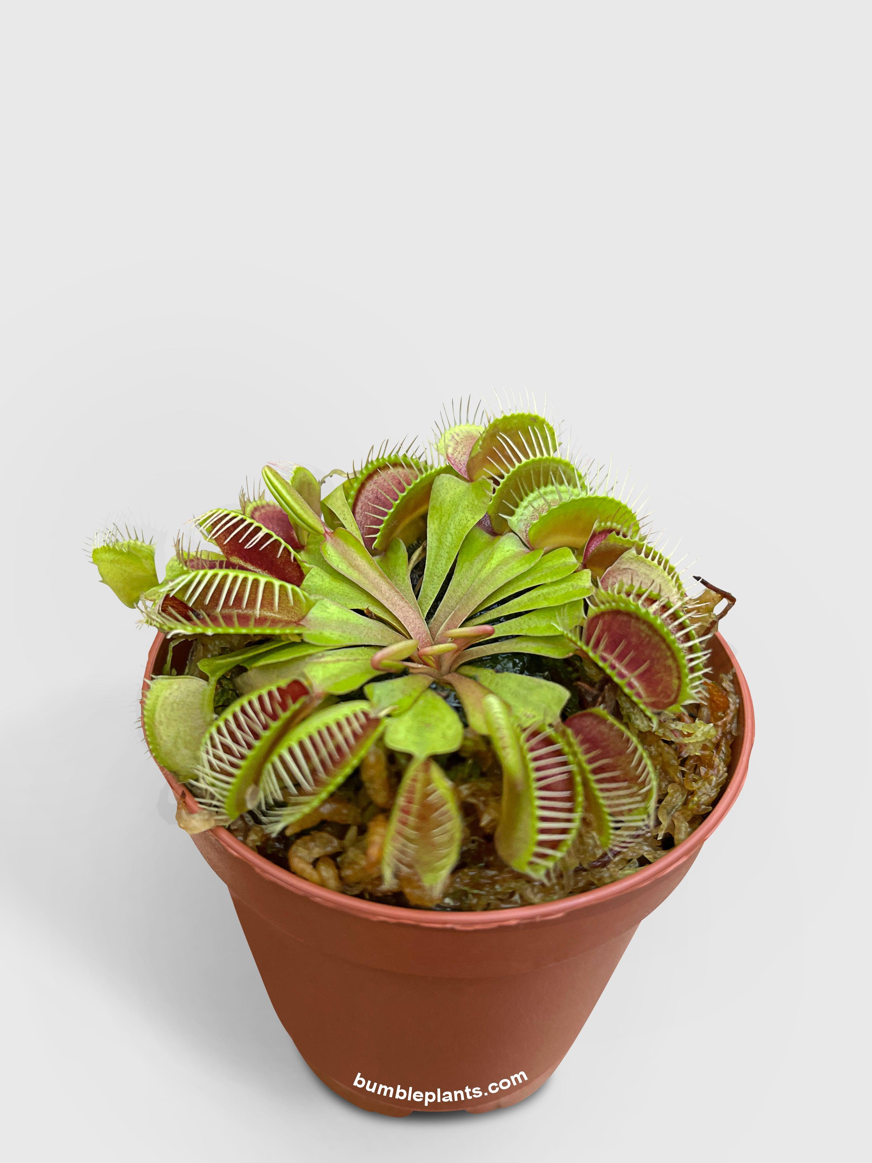 Bumble Plants Venus Carnivorous Fly Trap