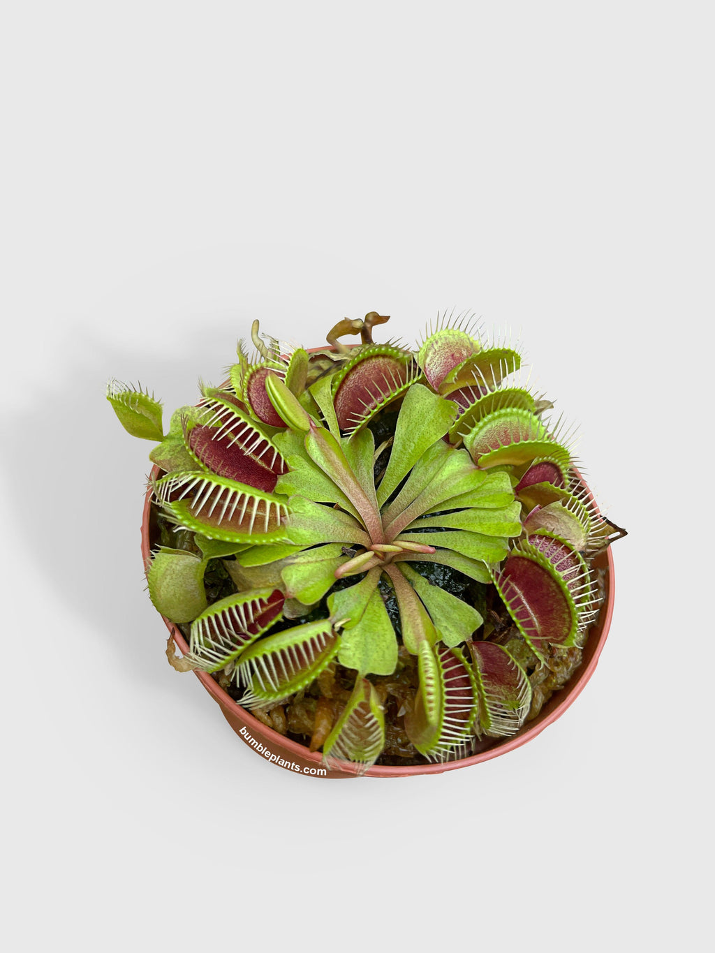 Bumble Plants Venus Carnivorous Fly Trap