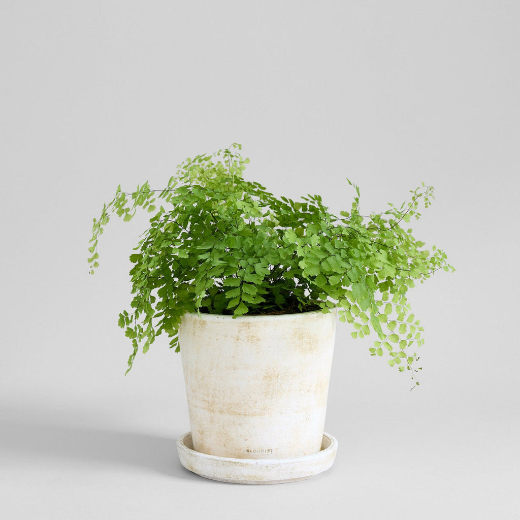 Bloomist Basic Planter, White Patina Medium With Tray | Heirloom Boulevard