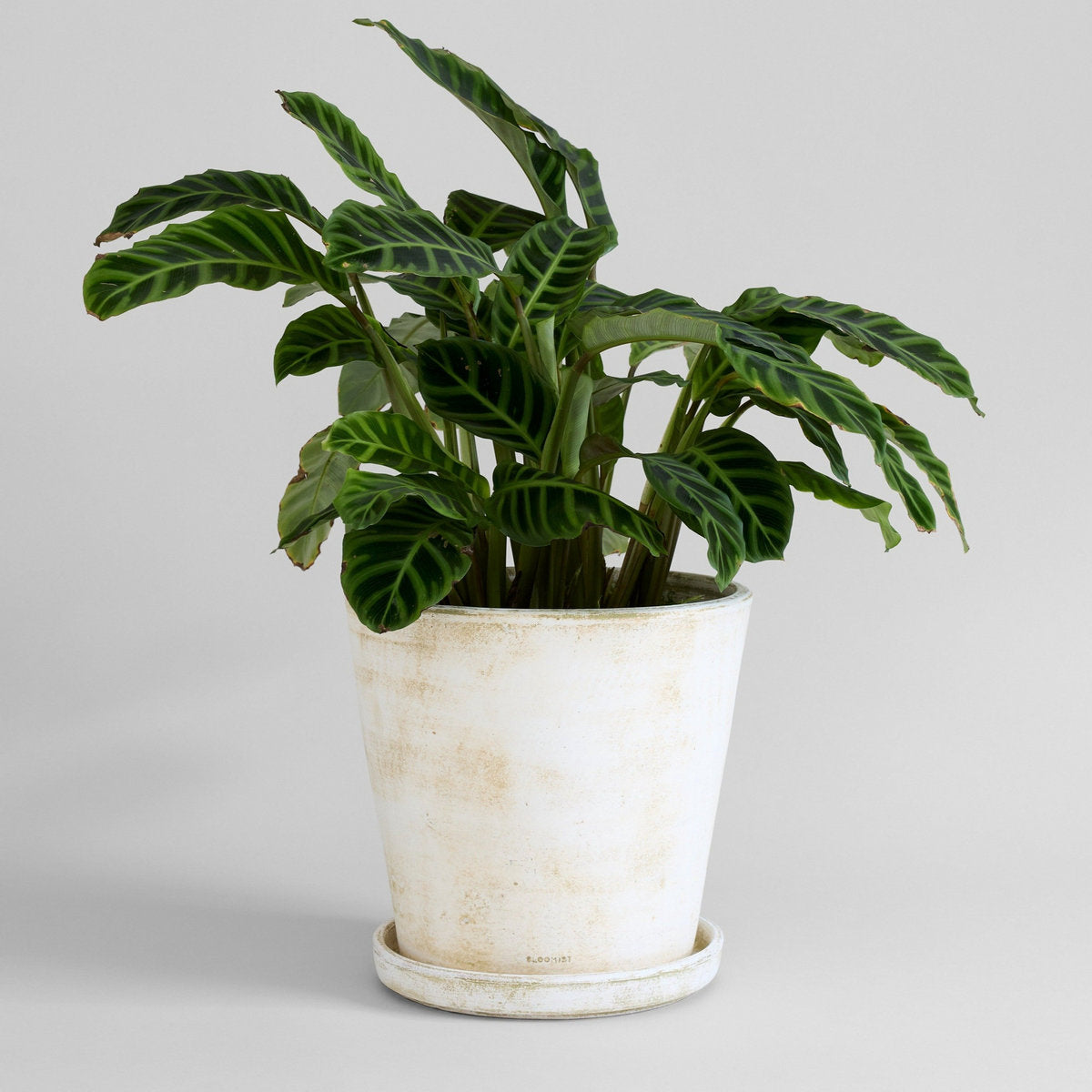 Bloomist Basic Planter, White Patina Large With Tray | Heirloom Boulevard