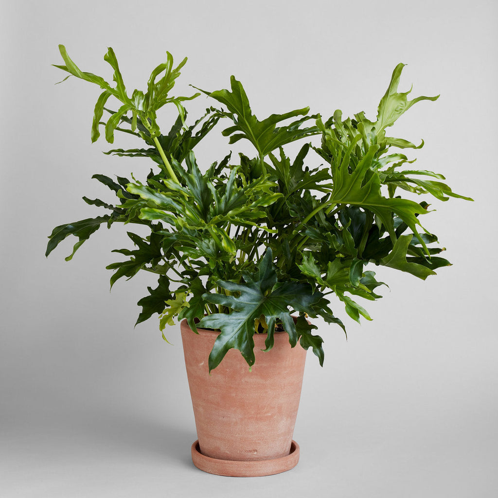 Bloomist Whitewash Terracotta Studio Planter X-Large No Tray | Heirloom Boulevard