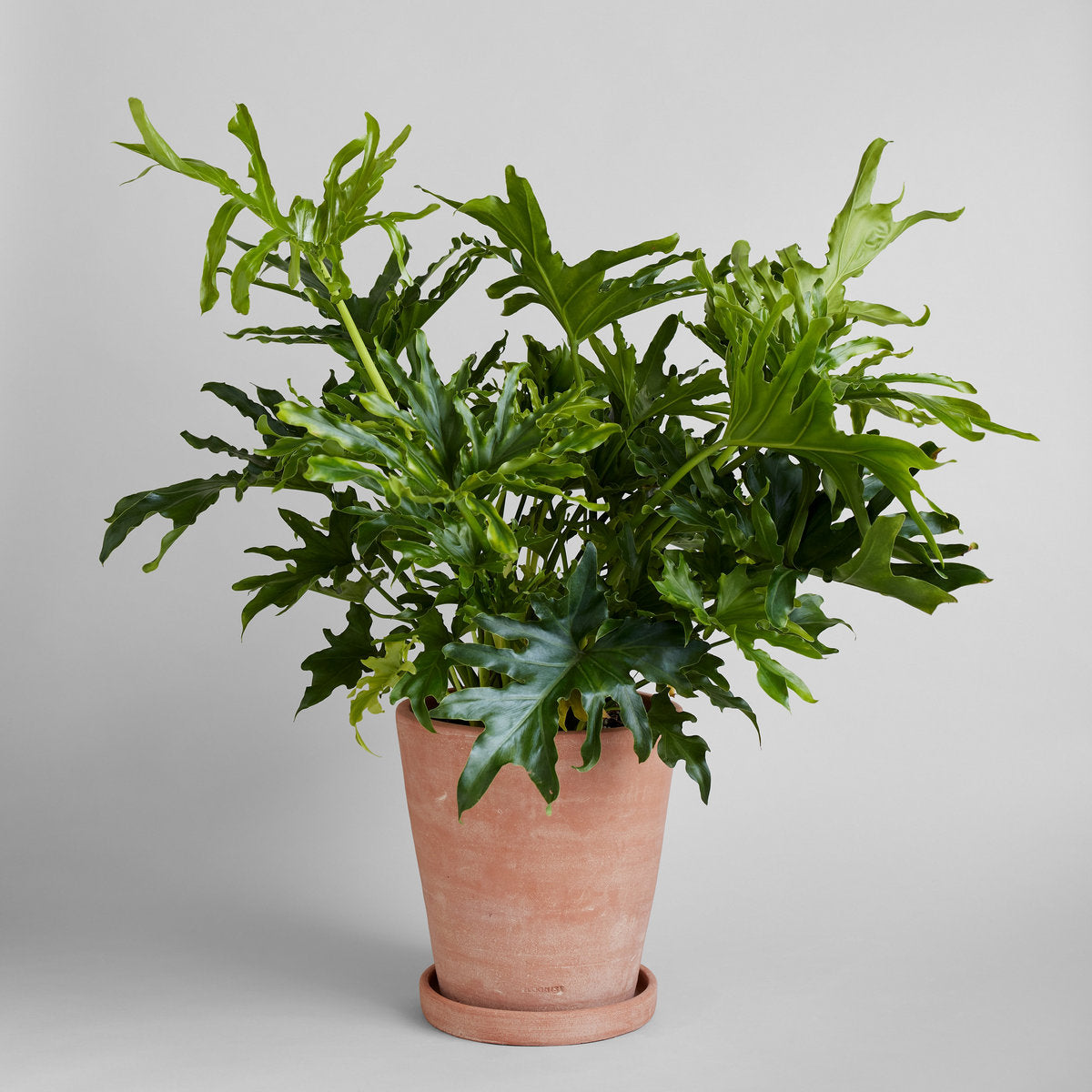 Bloomist Whitewash Terracotta Studio Planter X-Large No Tray | Heirloom Boulevard