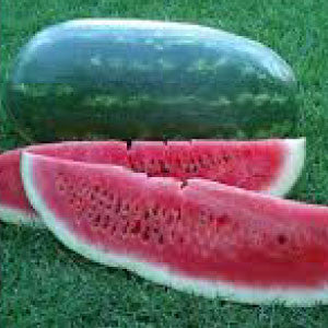 WATERMELON Seeds, Black Diamond | Heirloom Boulevard