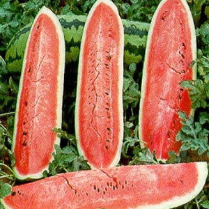 WATERMELON Seeds, Jubilee | Heirloom Boulevard