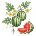 WATERMELON Seeds, Crimson Sweet | Heirloom Boulevard