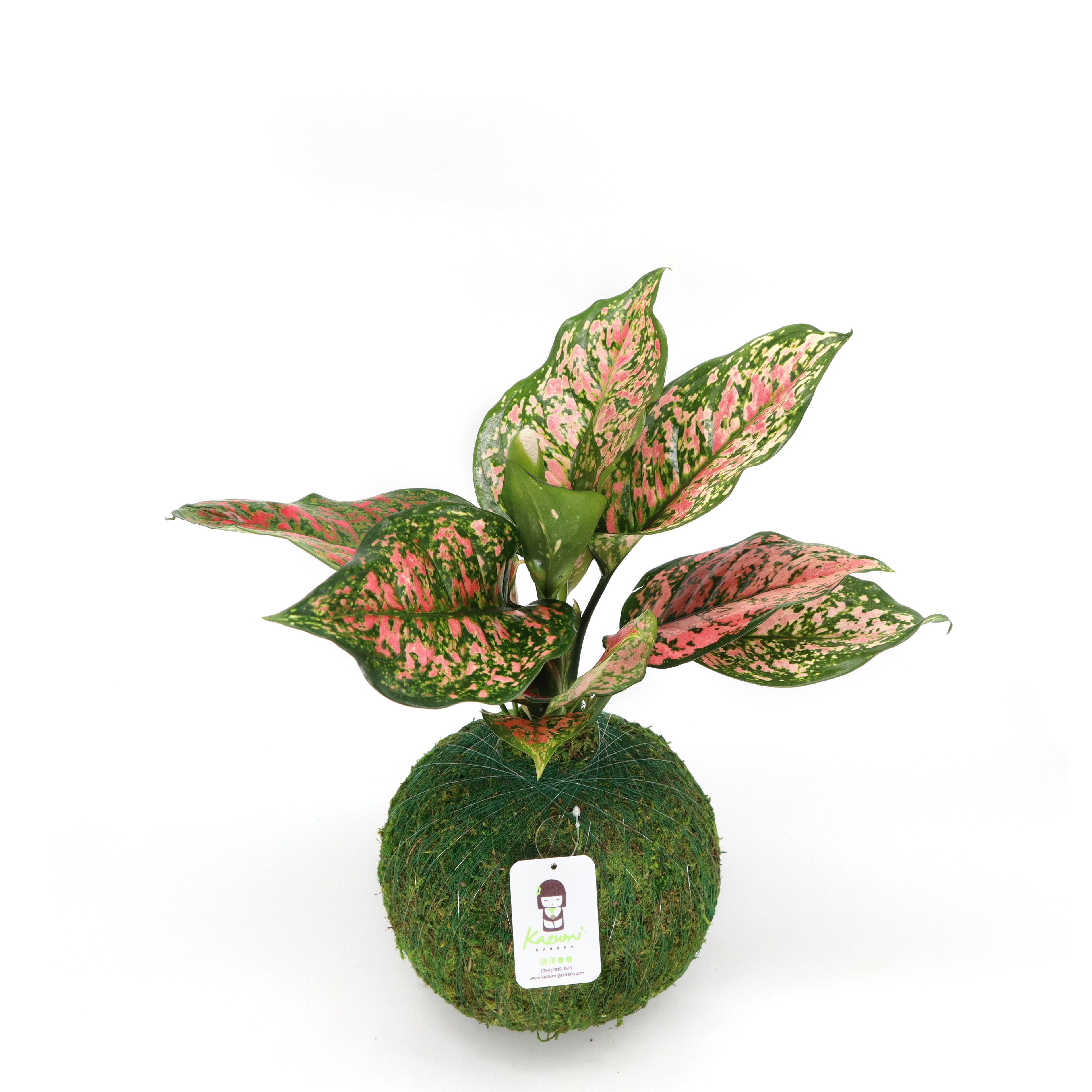 Kazumi Garden Aglaonema Pink | Moss Ball Kokedamas | Heirloom Boulevard