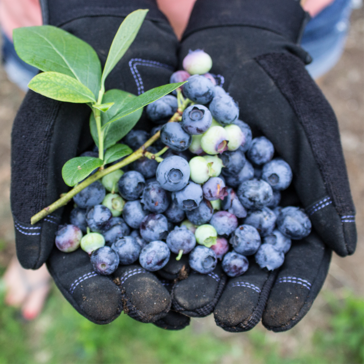 Womanswork Digger Gardening Gloves | Heirloom Boulevard