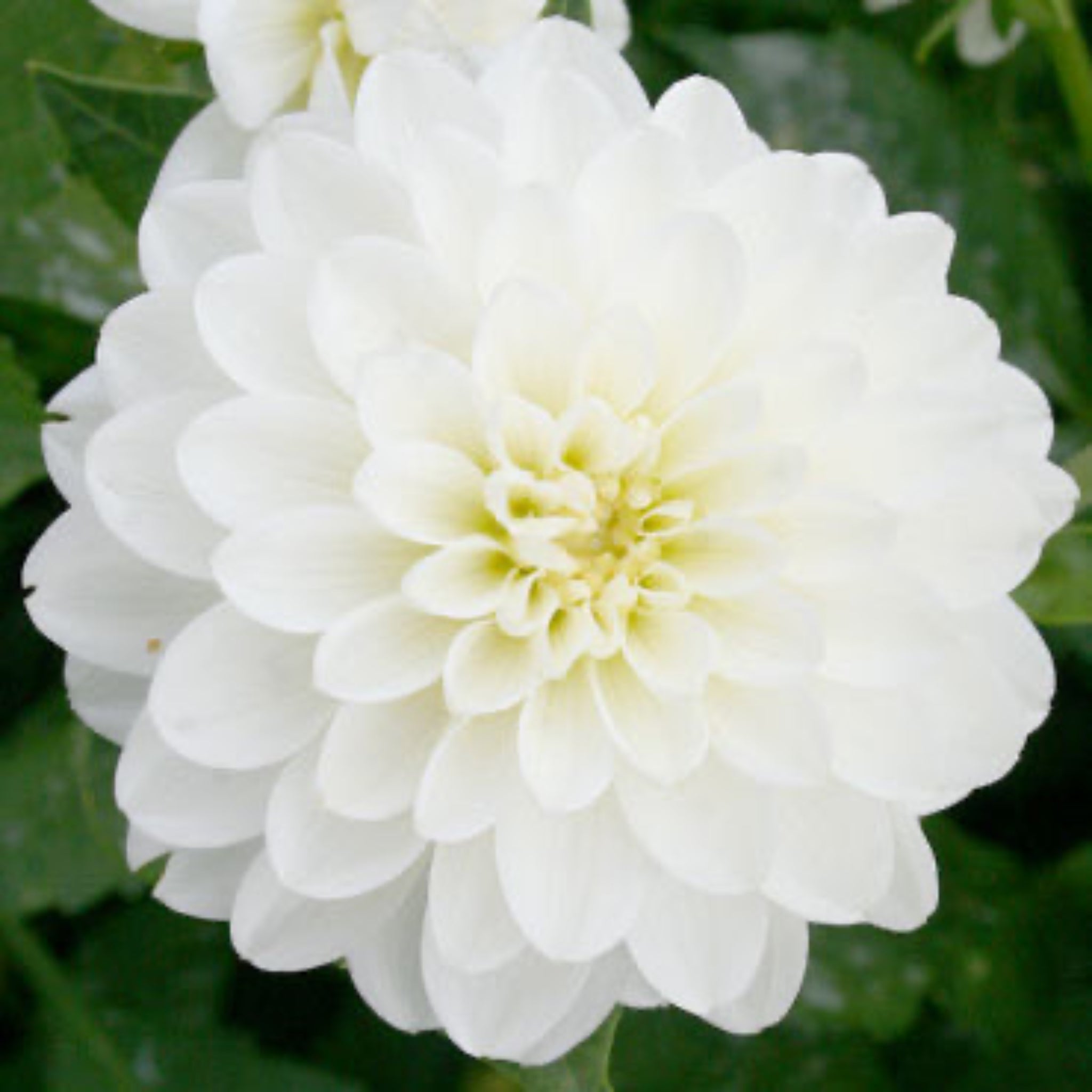 Wittem Dahlia Bulbs | Heirloom Boulevard