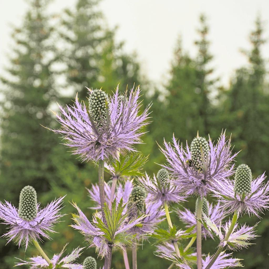 Southern Seeds Alpine Sea Holly – 25 Seeds | Heirloom Boulevard