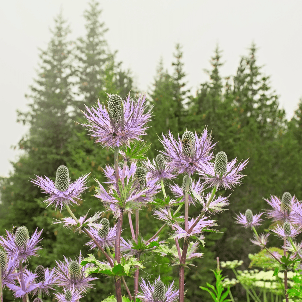 Southern Seeds Alpine Sea Holly – 25 Seeds | Heirloom Boulevard