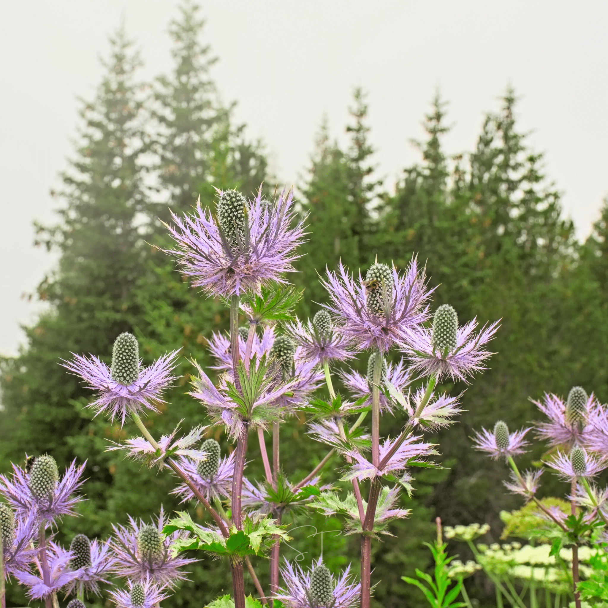 Alpine Sea Holly – 25 Seeds | Heirloom Boulevard