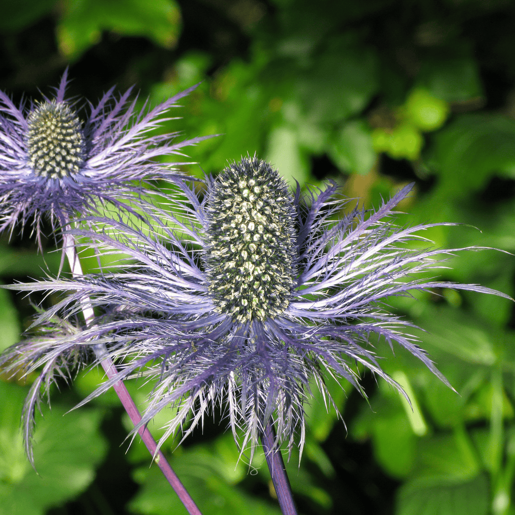 Southern Seeds Alpine Sea Holly – 25 Seeds | Heirloom Boulevard