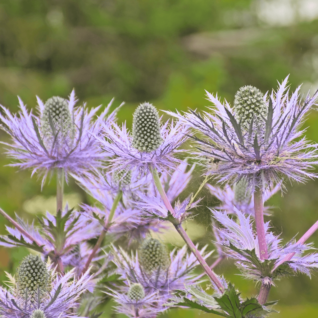 Southern Seeds Alpine Sea Holly – 25 Seeds | Heirloom Boulevard
