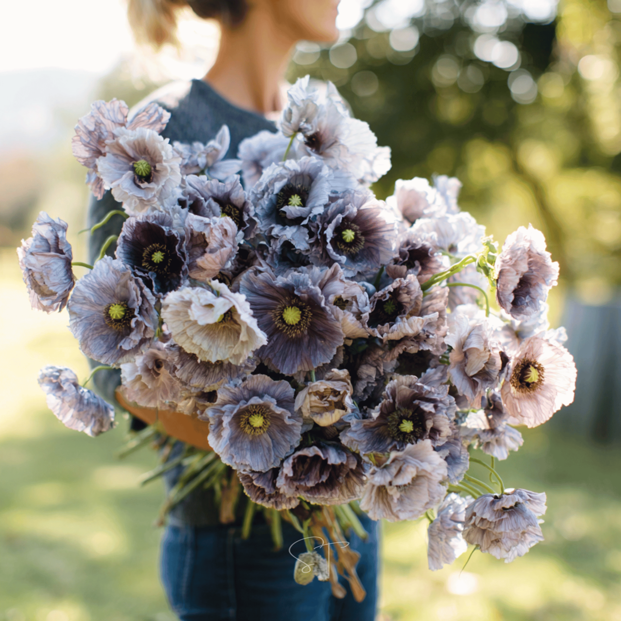 Southern Seeds Amazing Grey Poppy – 25 Seeds | Heirloom Boulevard