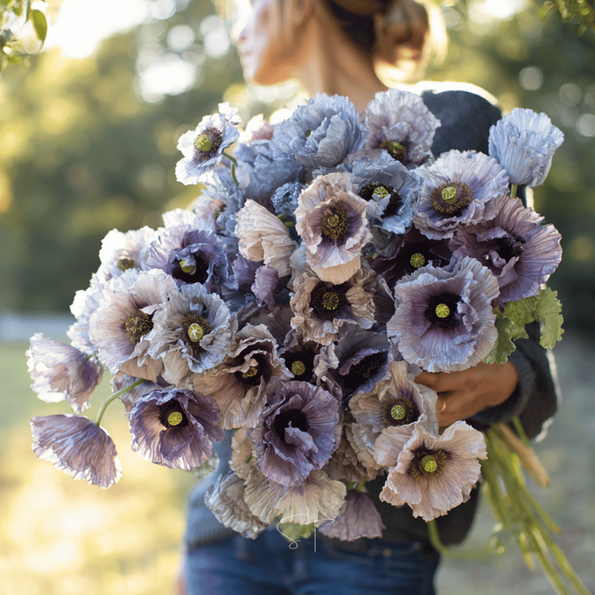 Southern Seeds Amazing Grey Poppy – 25 Seeds | Heirloom Boulevard