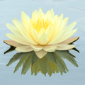 Southern Seeds American Lotus – 5 Seeds | Heirloom Boulevard