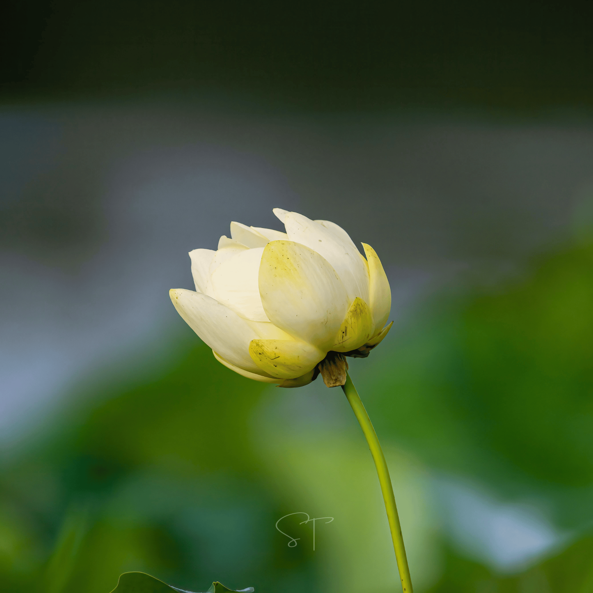 American Lotus – 5 Seeds | Heirloom Boulevard